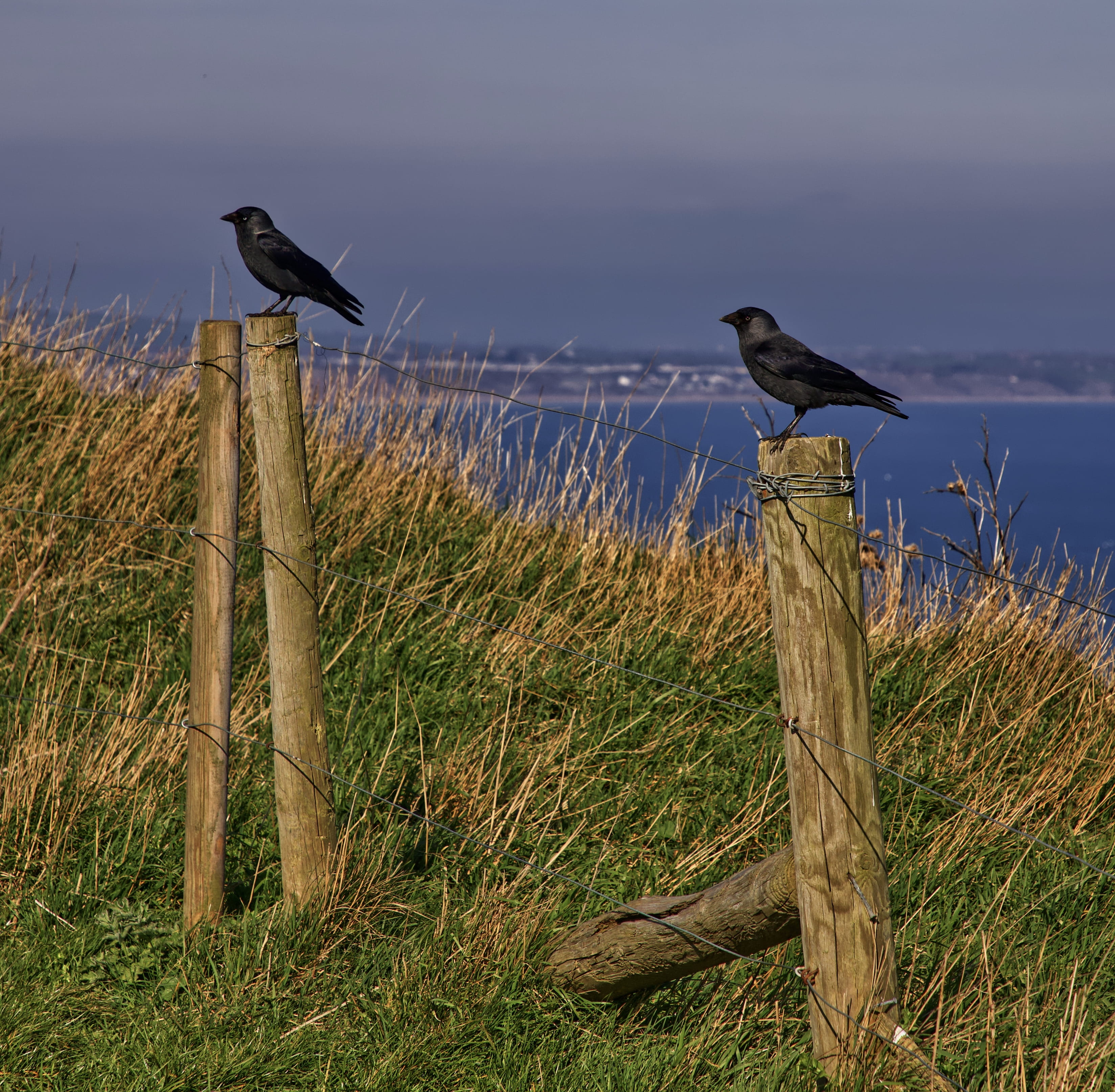 united kingdom, agelaius, birds, animal wildlife, bird, vertebrate, blackbird, no people, 2K, wood, animal themes, jack, coast, soil, outdoors, jackdaw, HD Wallpaper