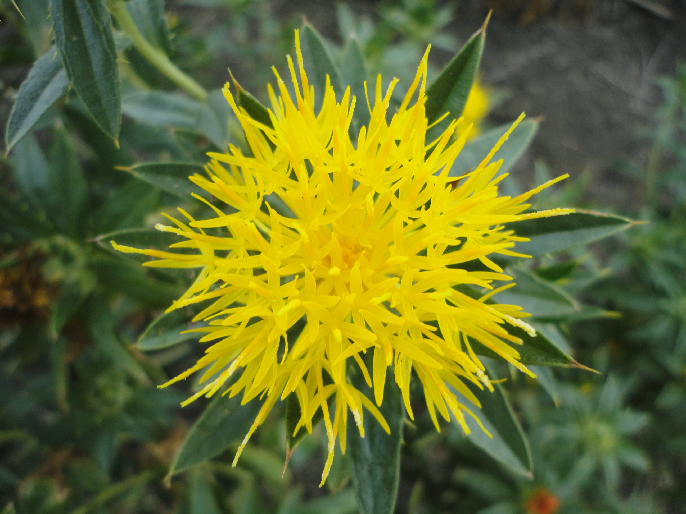 flowering, day, close-up, field, petaled, oil, outdoors, no people, focus, plant part, plant, petal, carthamus tinctorius, nature, flowering plant, daytime, HD Wallpaper
