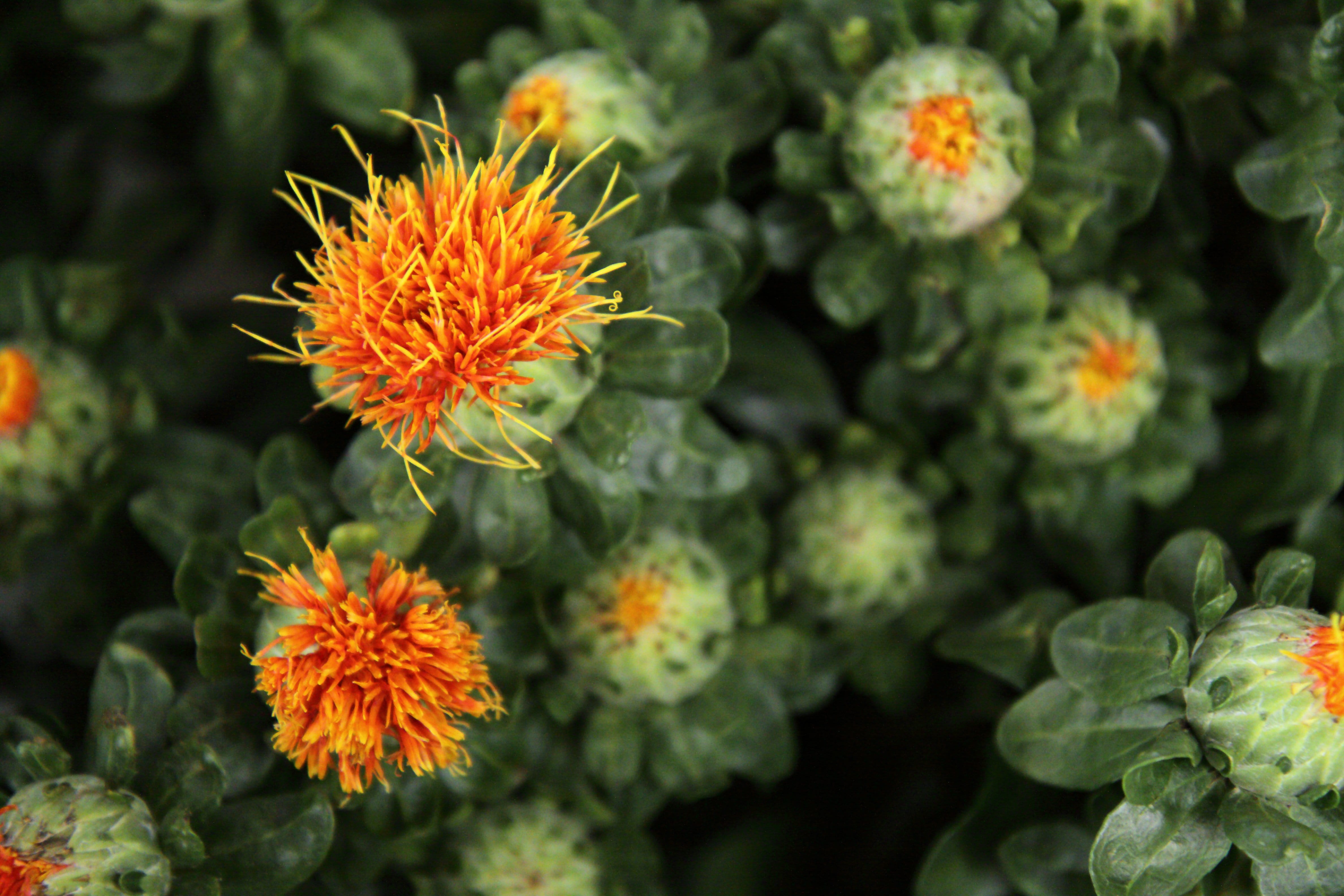 day, growth, orange, freshness, vulnerability, blossom, fragility, Leaves, high angle view, shallow, green, petal, flower head, Flower, no people, beauty in nature, HD Wallpaper