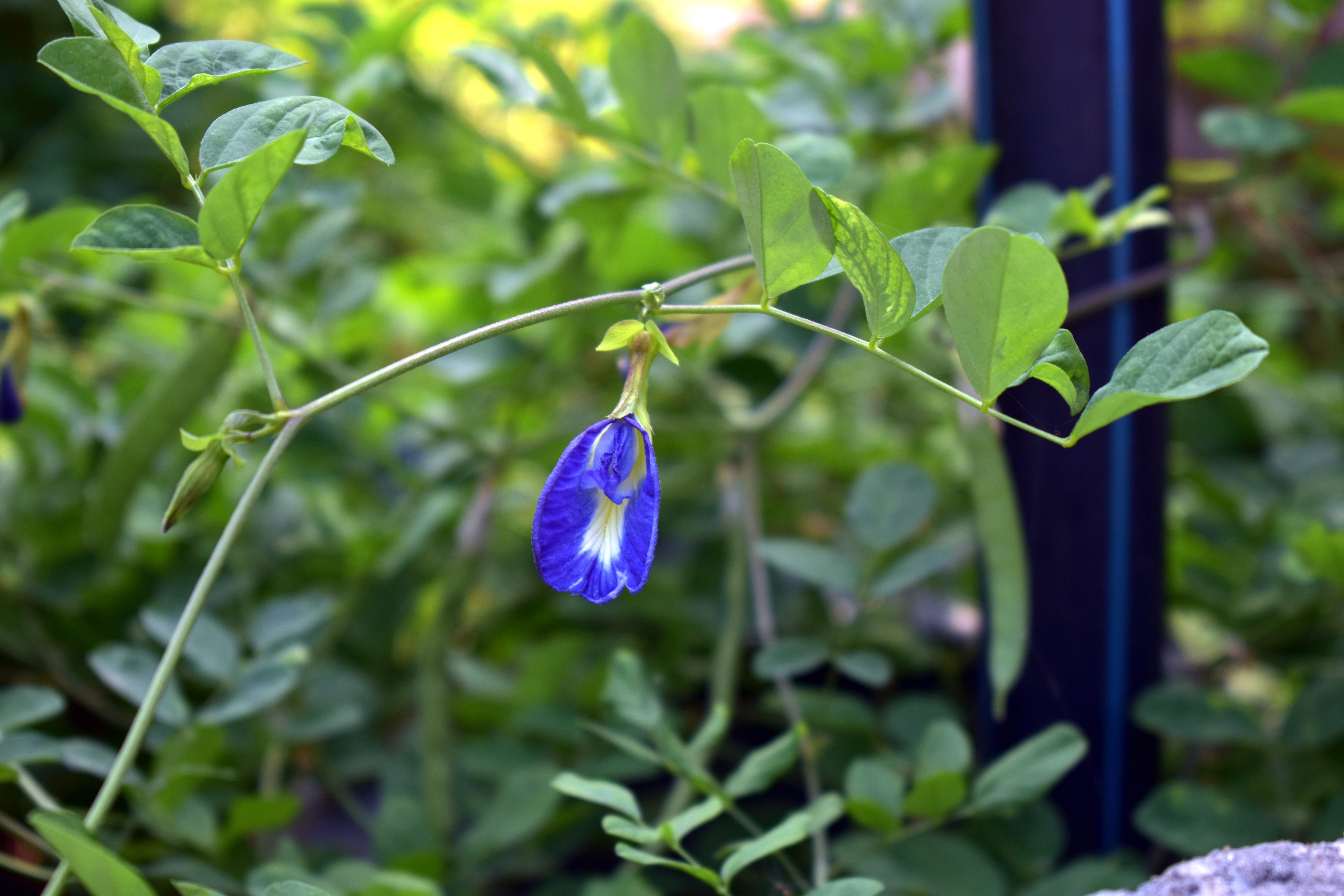 no people, cordofan-pea, plant, green color, vulnerability, growth, clitoria ternatea vine, flowering plant, blue, leaf, flower, freshness, focus on foreground, HD Wallpaper