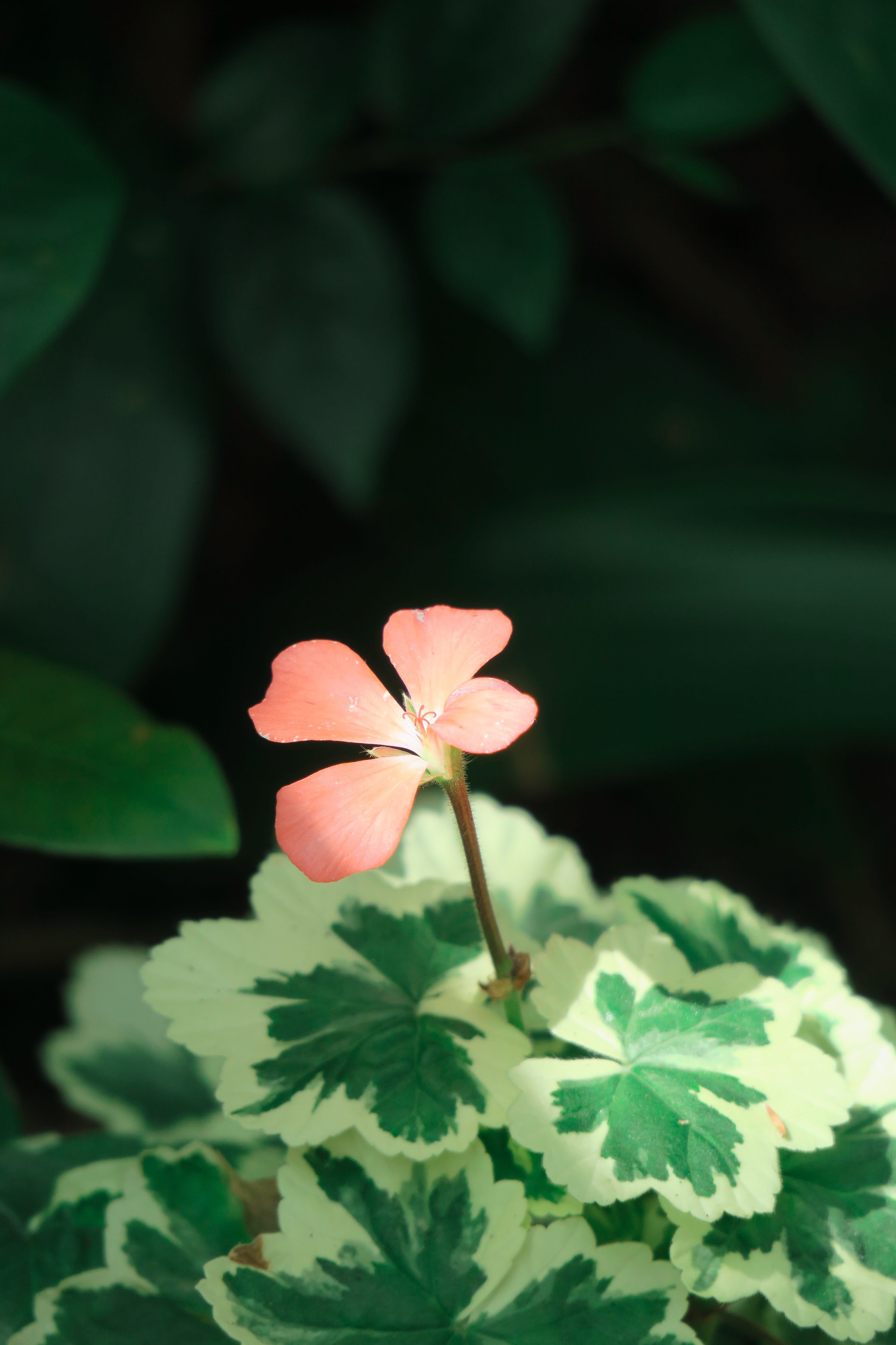 flowers, hong kong, plant part, orange-red, wild flowers, green color, no people, roadside, fragility, the year april, outdoor, pink color, days bamboo kwai, Phone HD Wallpaper