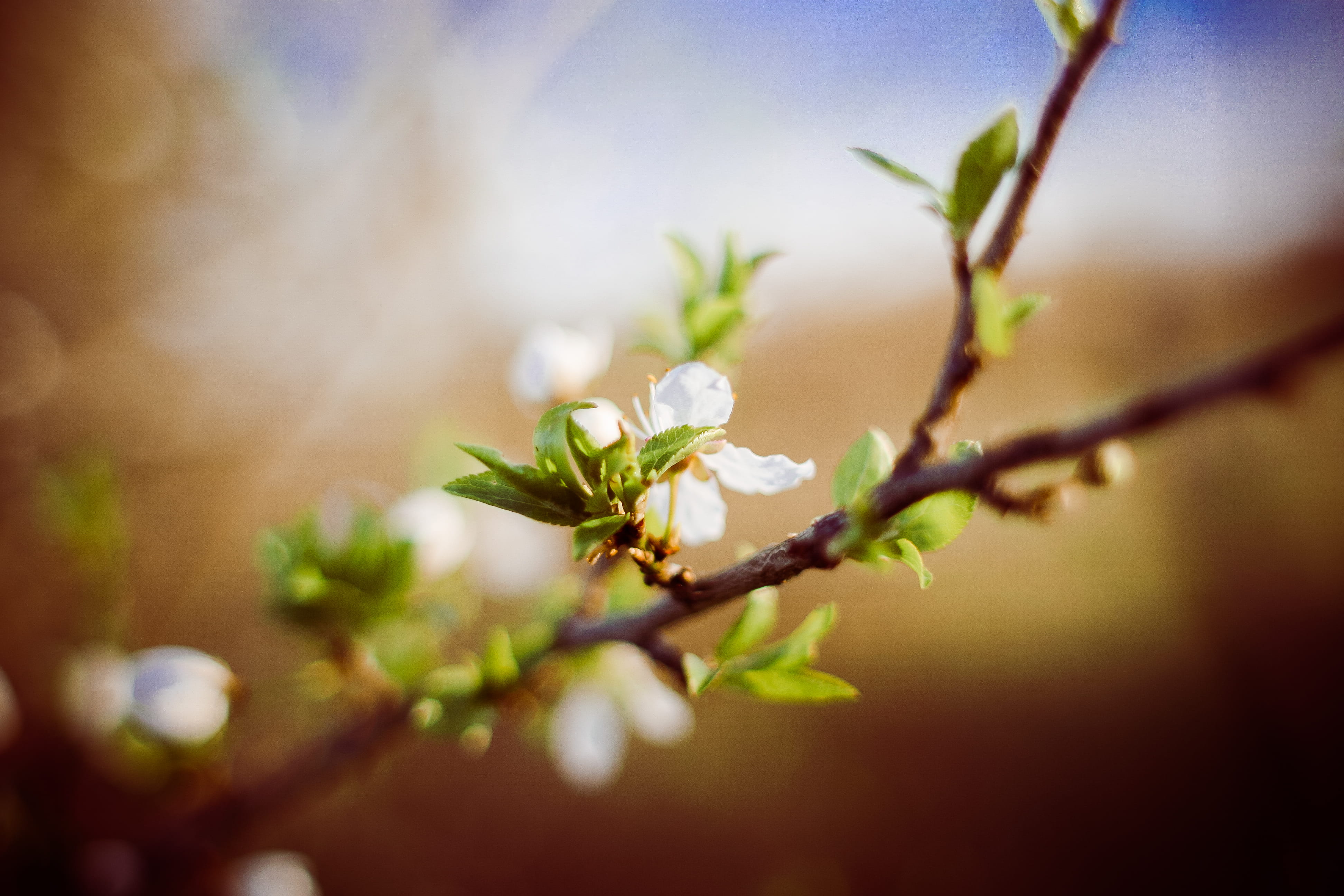 spring, defocused, sunlight, no People, close-up, fragility, day, prepared, flower, softness, green Color, cherry blossom, new Life, springtime, flowering plant, HD Wallpaper