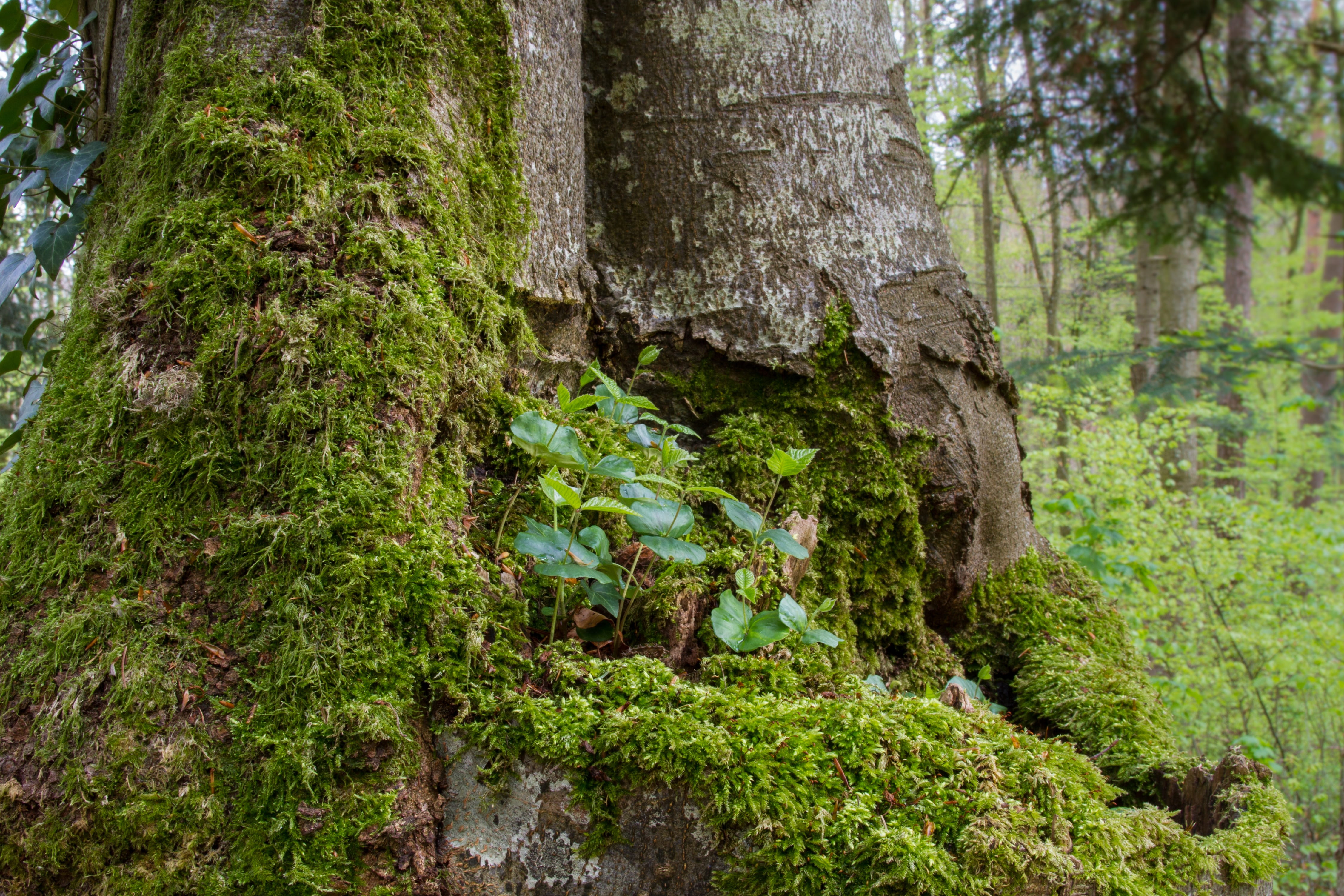 forest, environment, tree, moss, tranquil scene, Tree Trunk, lichen, foliage, 4K, green color, plant, rainforest, woodland, Book, day, lush foliage, Seedling, HD Wallpaper