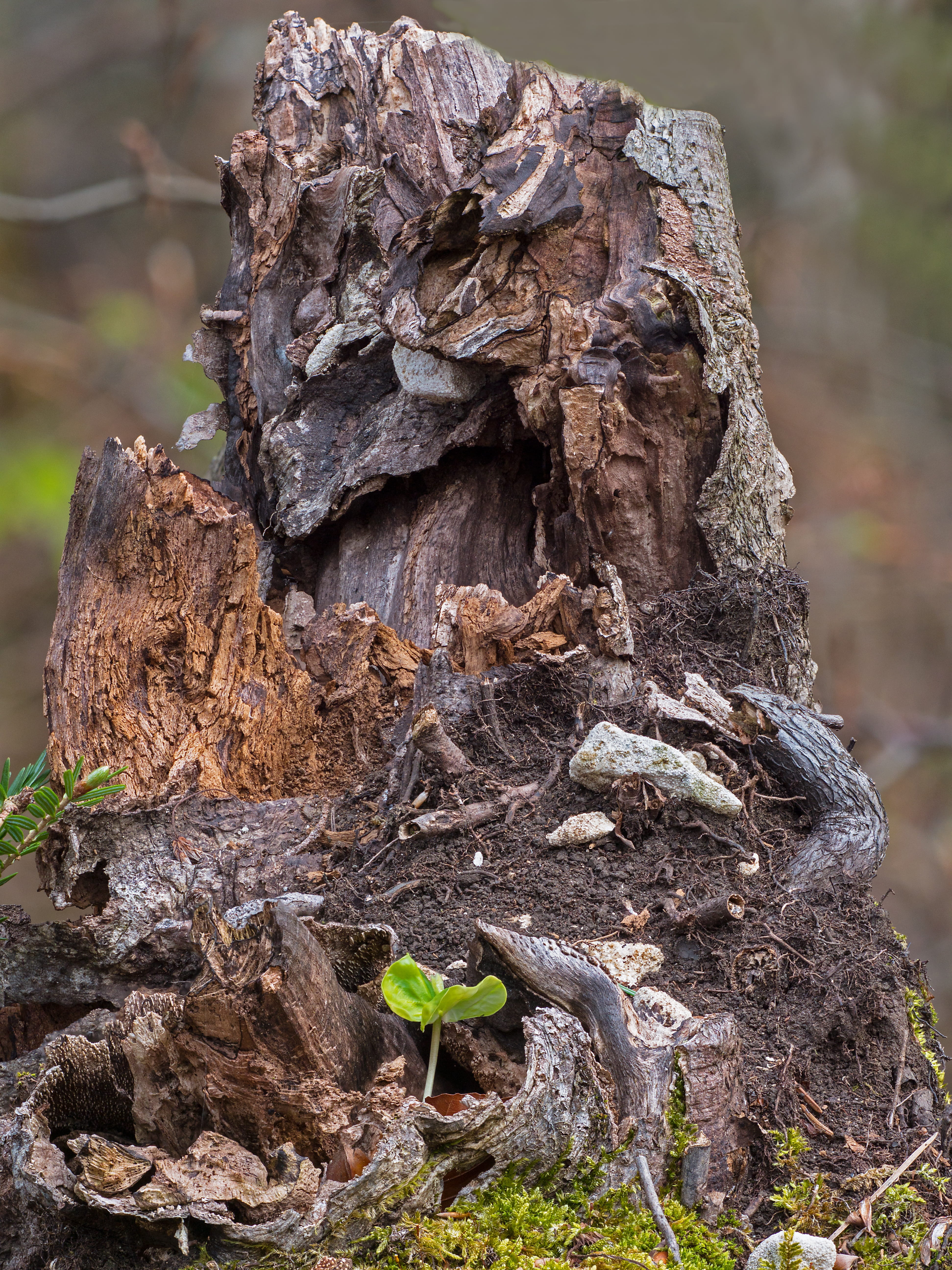 close-up, forest, rough, seedling, textured, tree, germinate, rejuvenation, nature, land, tranquility, young and old, book seedling, focus on foreground, Phone HD Wallpaper