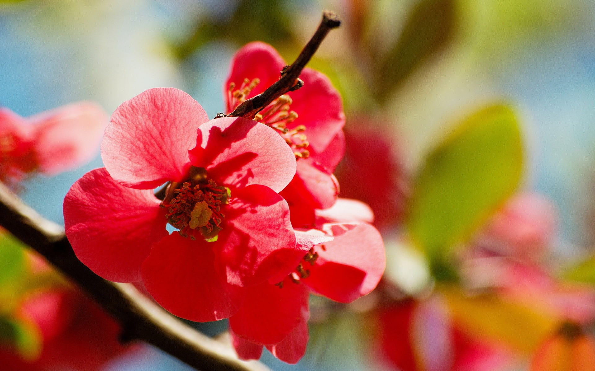 red, petal, invertebrate, flower head, pollen, beauty in nature, plant, blossoms, pollination, animal themes, 1080P, cherry, vulnerability, growth, nature, HD Wallpaper