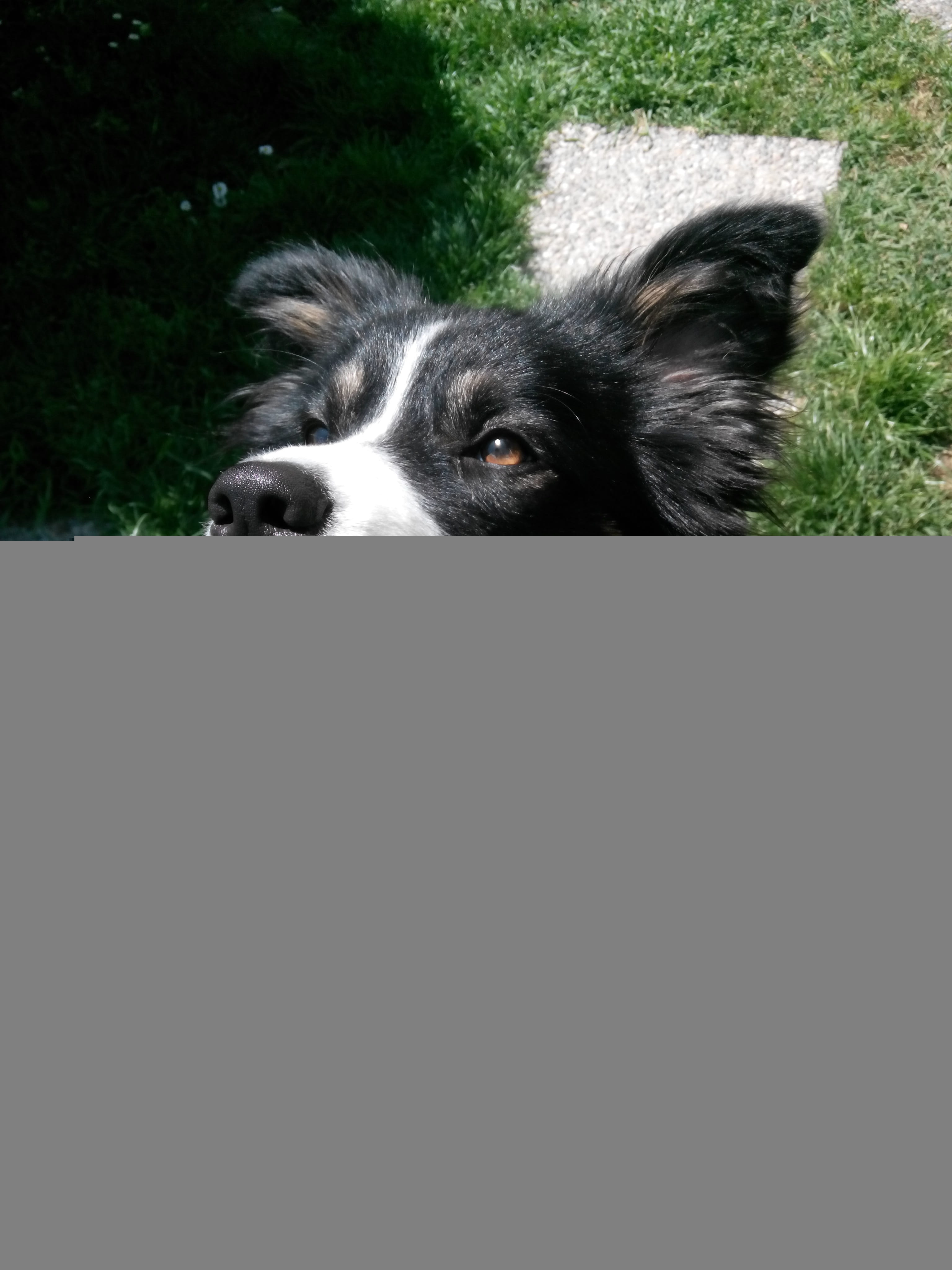 canedapastore, domestic, portrait, day, animal body part, animal head, grass, laying, no people, cane, animal, one animal, vertebrate, border collie, hairy, Phone HD Wallpaper