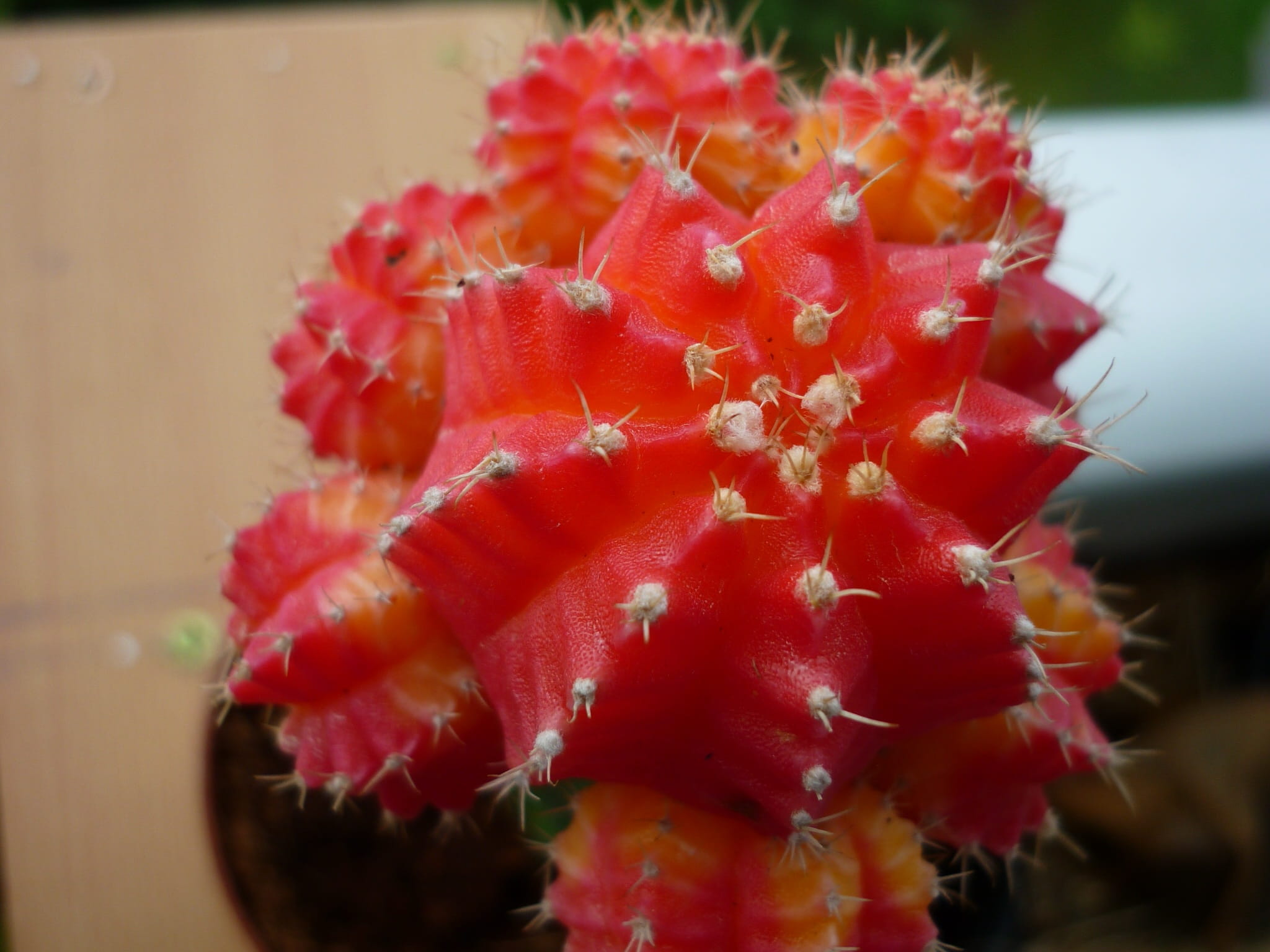 petal, refined, close-up, flower head, no people, fragility, plant, decorative, day, 1080P, documents-cactus, flower, cactus, succulent, flowering plant, HD Wallpaper