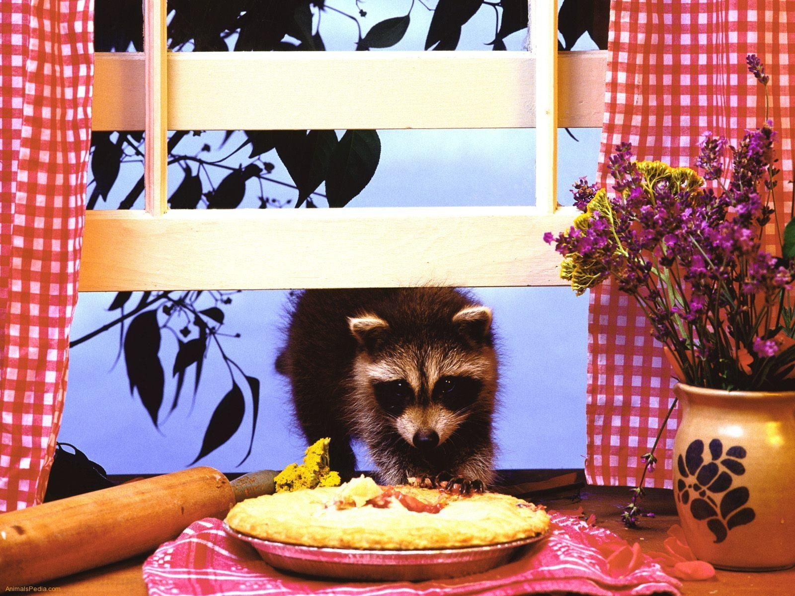 hd, flowers, pin, curtains, kitchen, pie, thief, animal, bench, rolling, towel, rolling pin, 720P, window, animals, cute, raccoon, HD Wallpaper