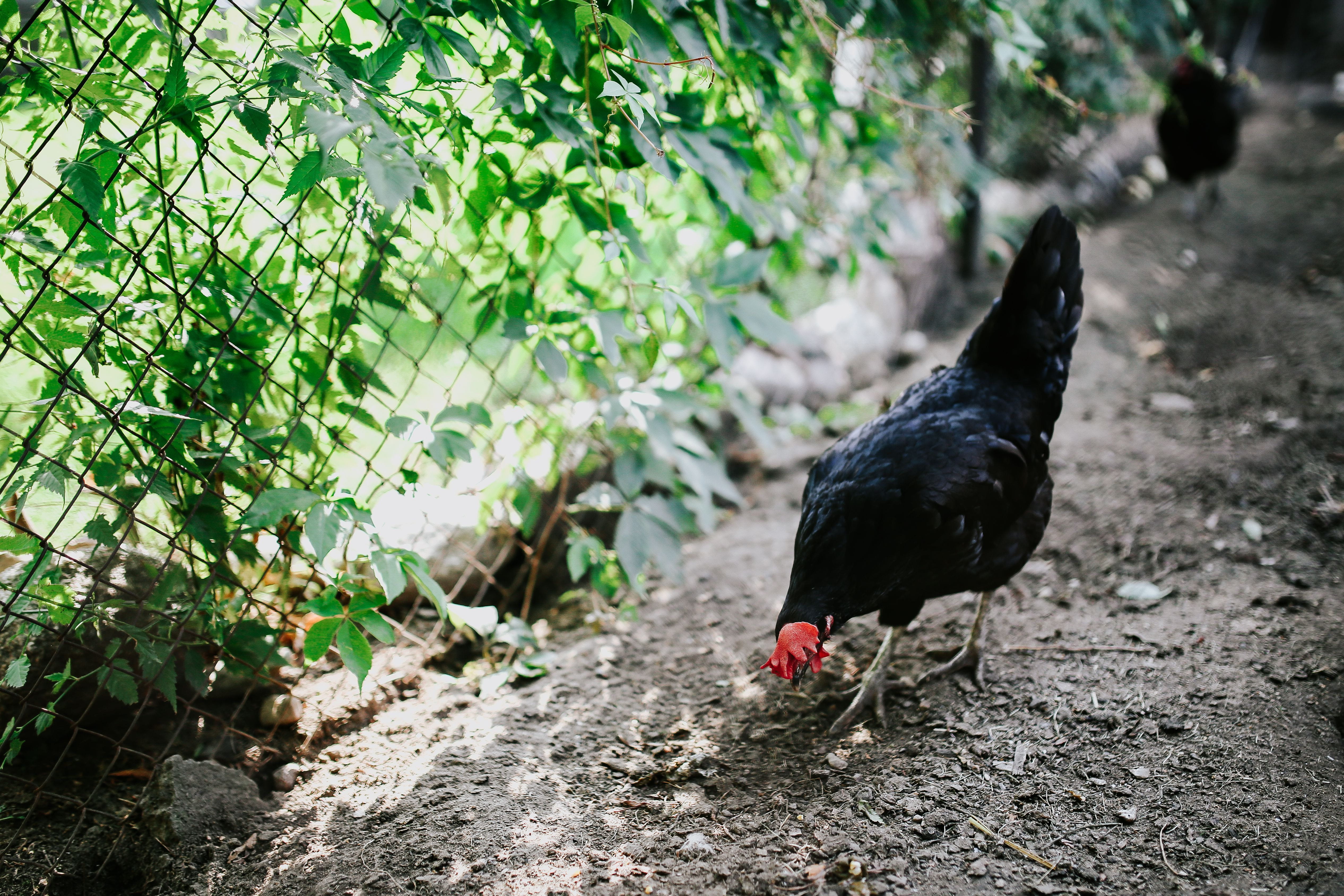 village, coop, focus on foreground, rooster, livestock, kennel, field, plant, agriculture, day, hen, black color, poultry, pets, feather, vertebrate, animal themes, HD Wallpaper