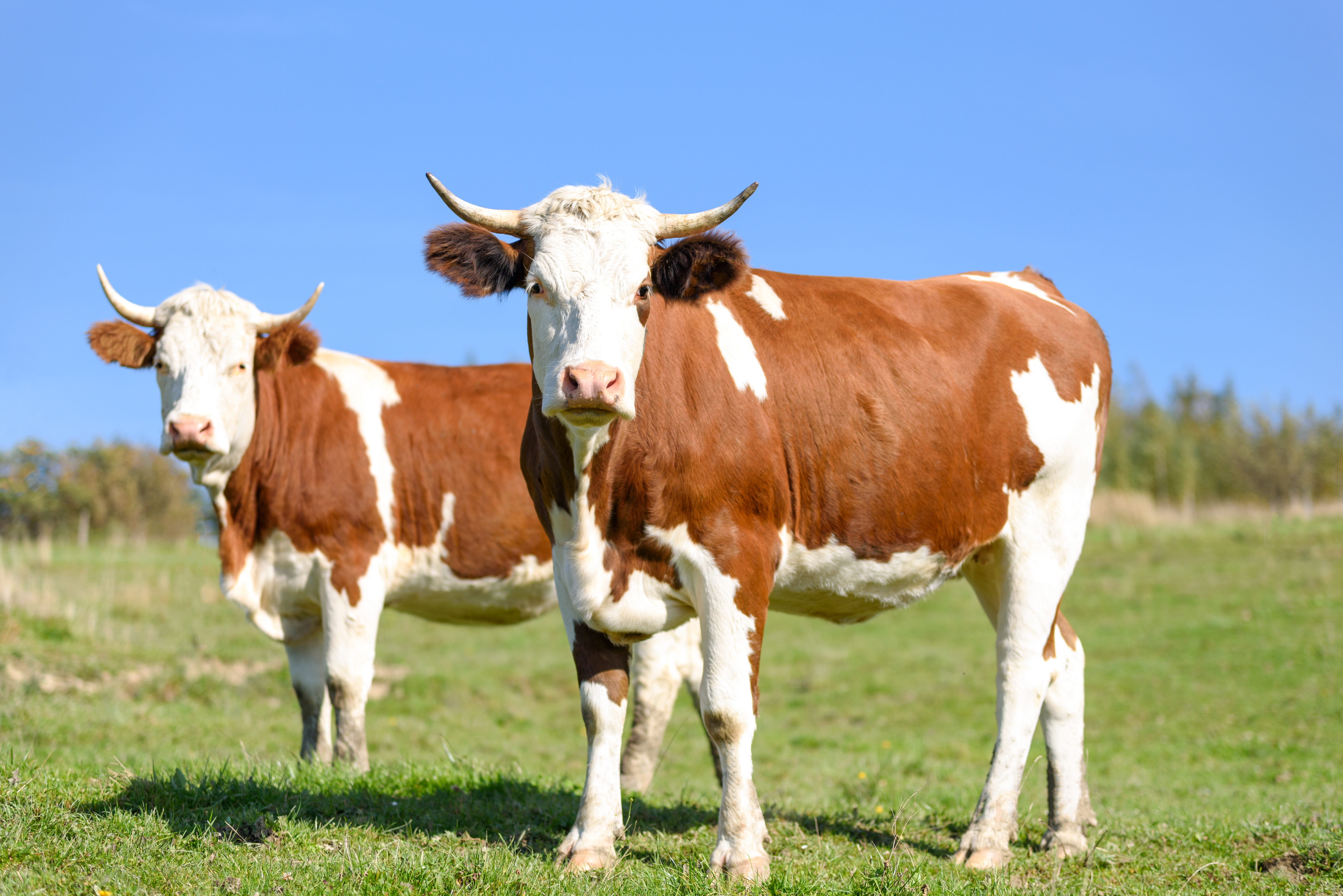 para, cows on pasture, meadow, black, pets, land, herbivorous, cows, plant, sunny day, looking at camera, milk, agriculture, nature, summer, bull - animal, HD Wallpaper
