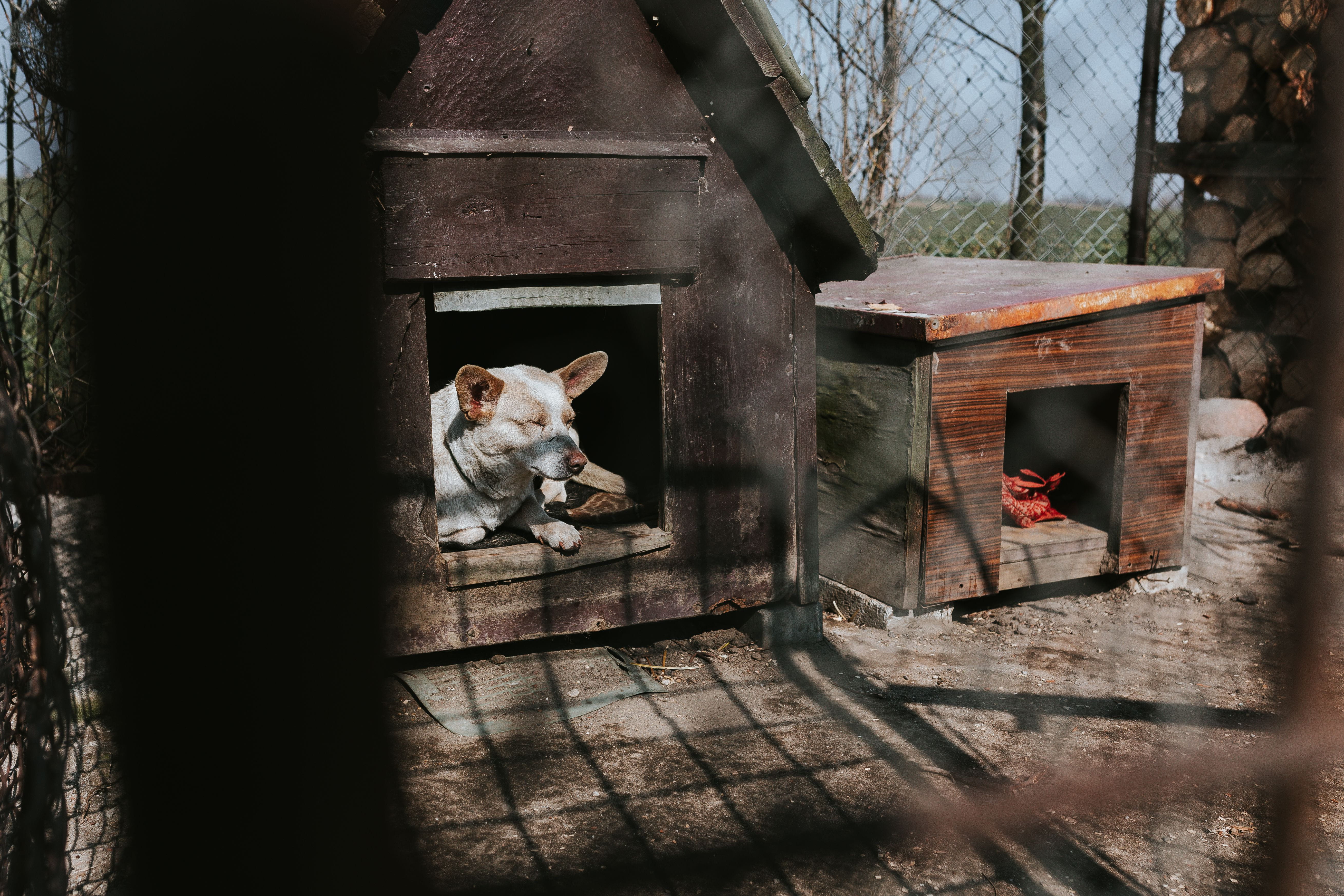 farm, domestic animals, hen, color Image, livestock, chicken, sitting, domestic cat, architecture, wood - material, herbivorous, kennel, animal pen, Animals, HD Wallpaper