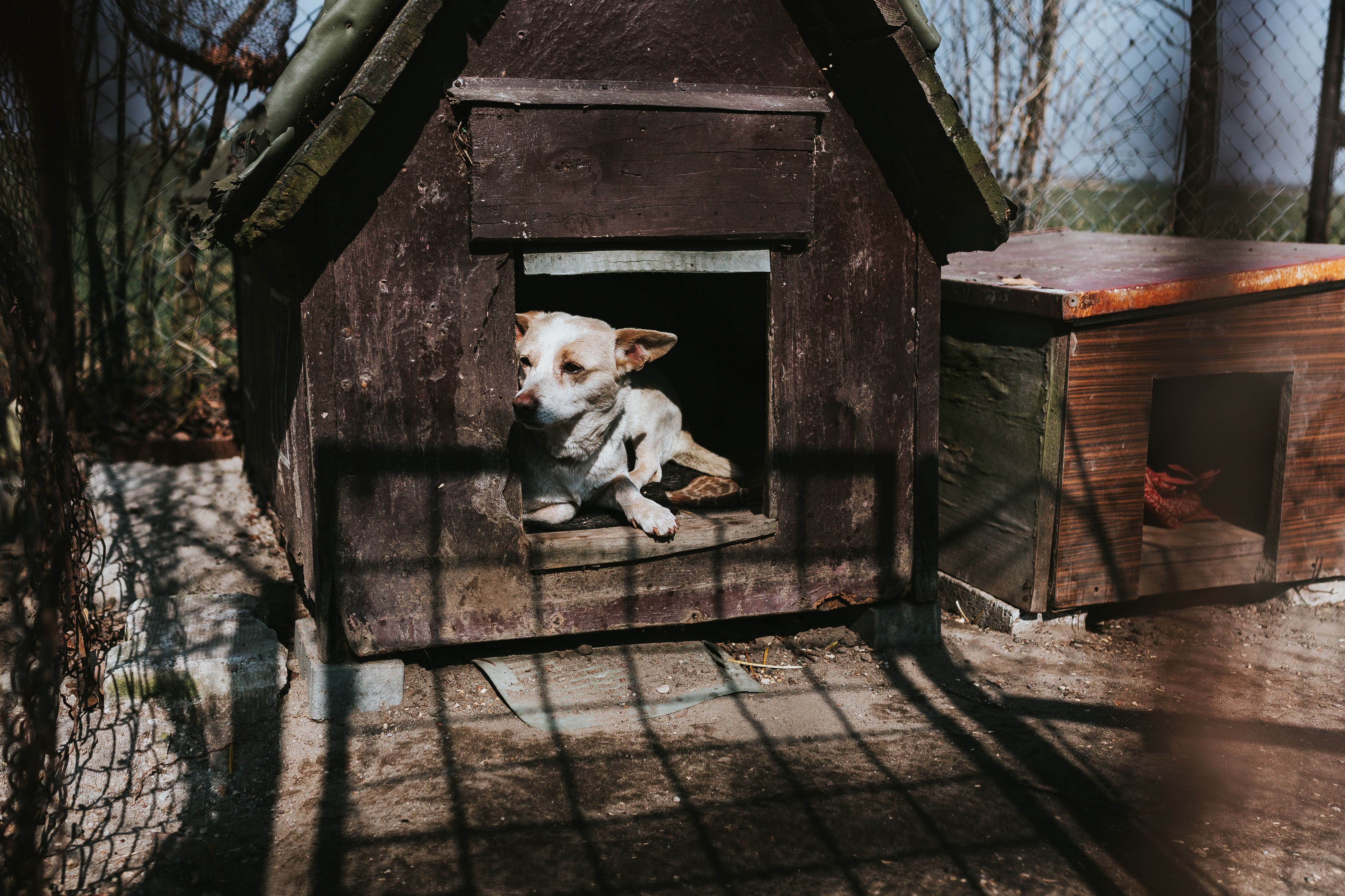 wood - Material, mammal, animal themes, dog, 4K, day, looking at camera, village, coop, domestic, house, kennel, farm, vertebrate, pets, built structure, HD Wallpaper
