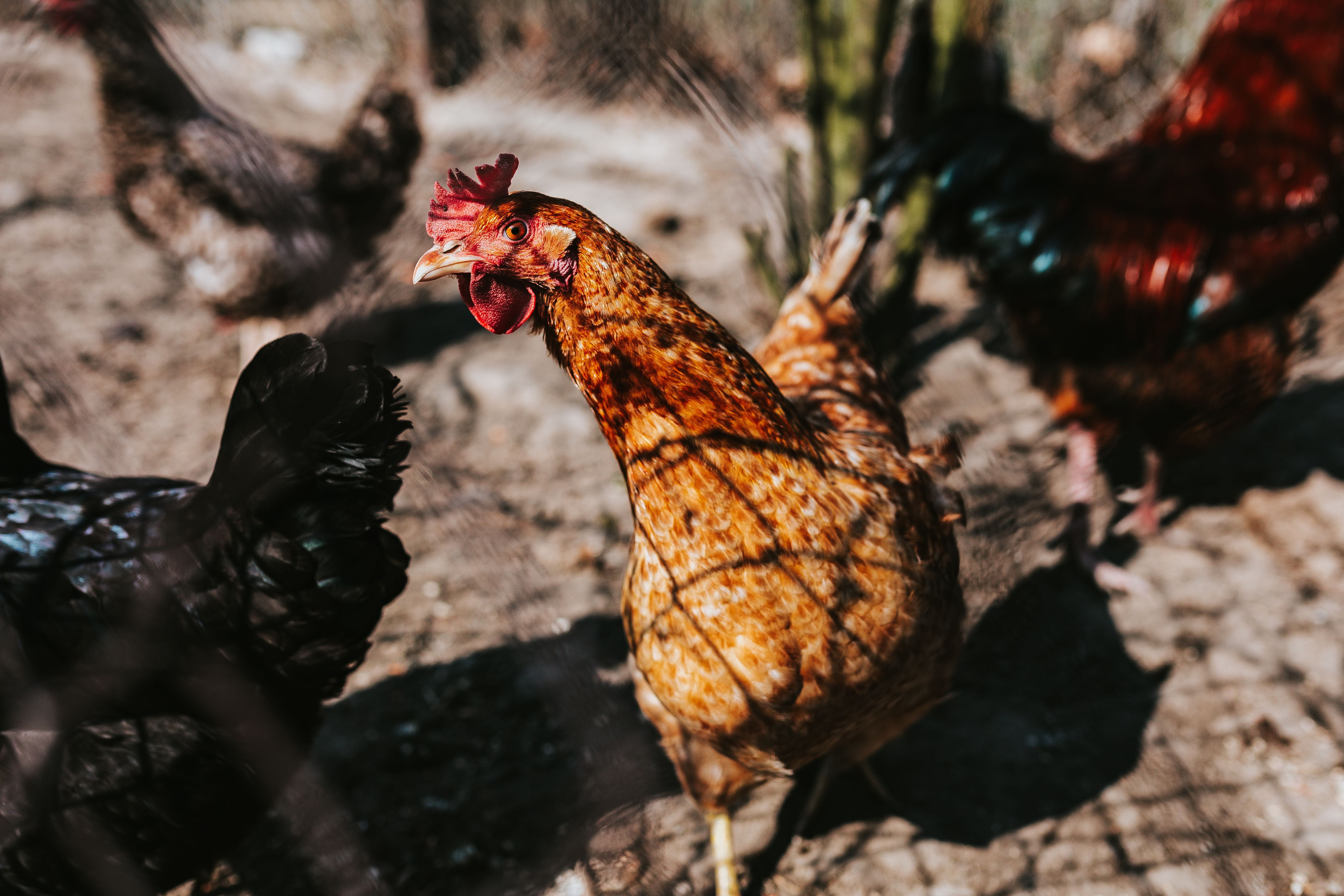 nature, day, animal wildlife, close-up, vertebrate, hen, animal, selective focus, animal themes, village, mammal, chicken - bird, pets, group of animals, HD Wallpaper