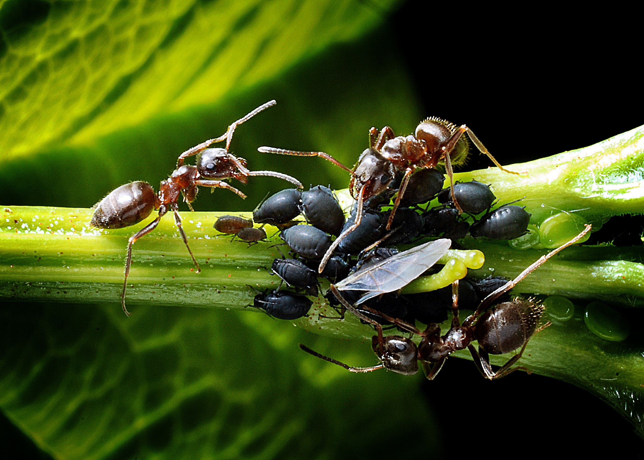 ant, ants, animals in the wild, insect, plant part, aphids, leaf, plant, beauty in nature, kennel, animal, invertebrate, animal themes, photography, day, HD Wallpaper