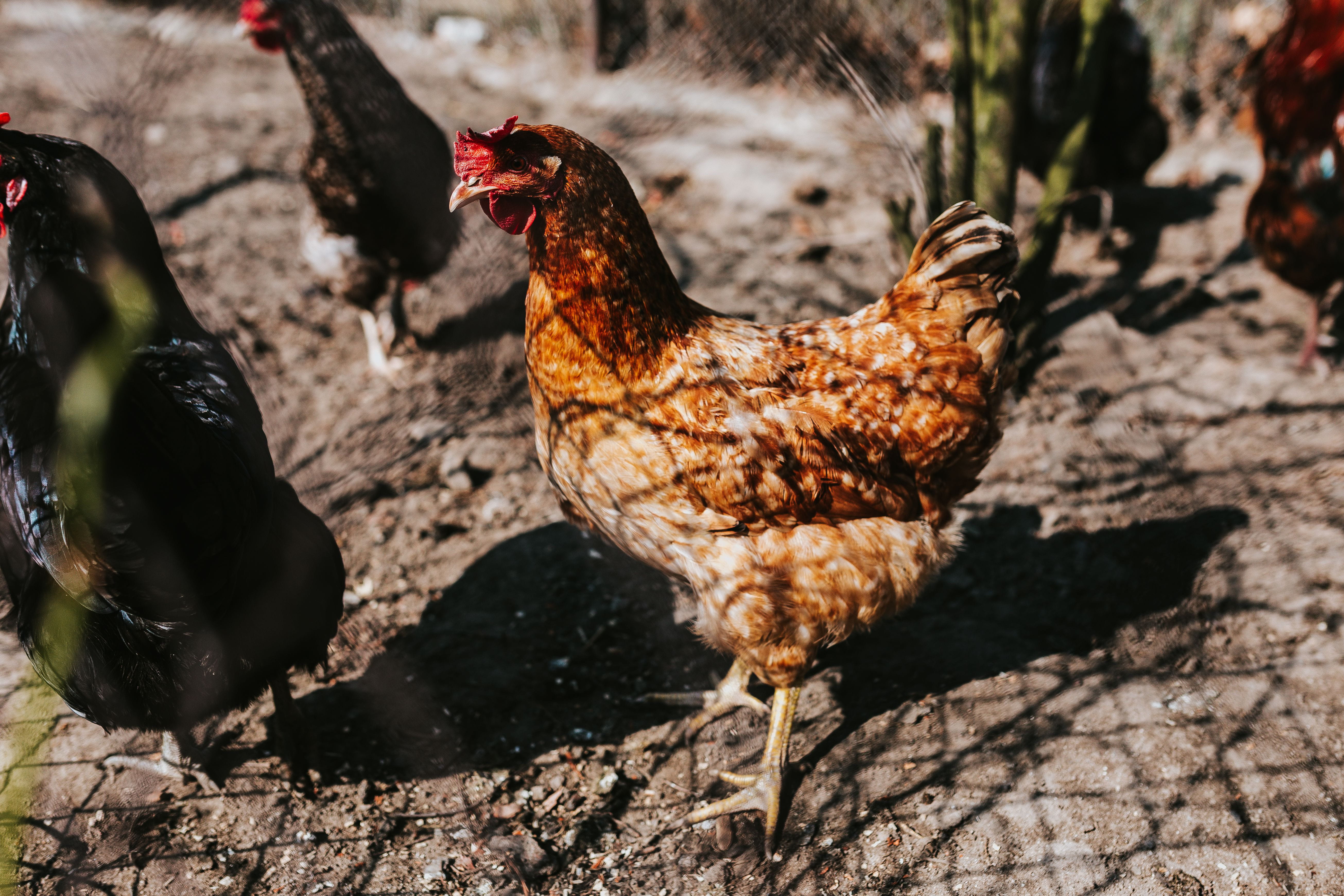 brown, group of animals, domestic, chicken Coop, livestock, coop, mammal, day, chicken, nature, kennel, feather, 5K, beak, rural, animal, poultry, focus on foreground, HD Wallpaper