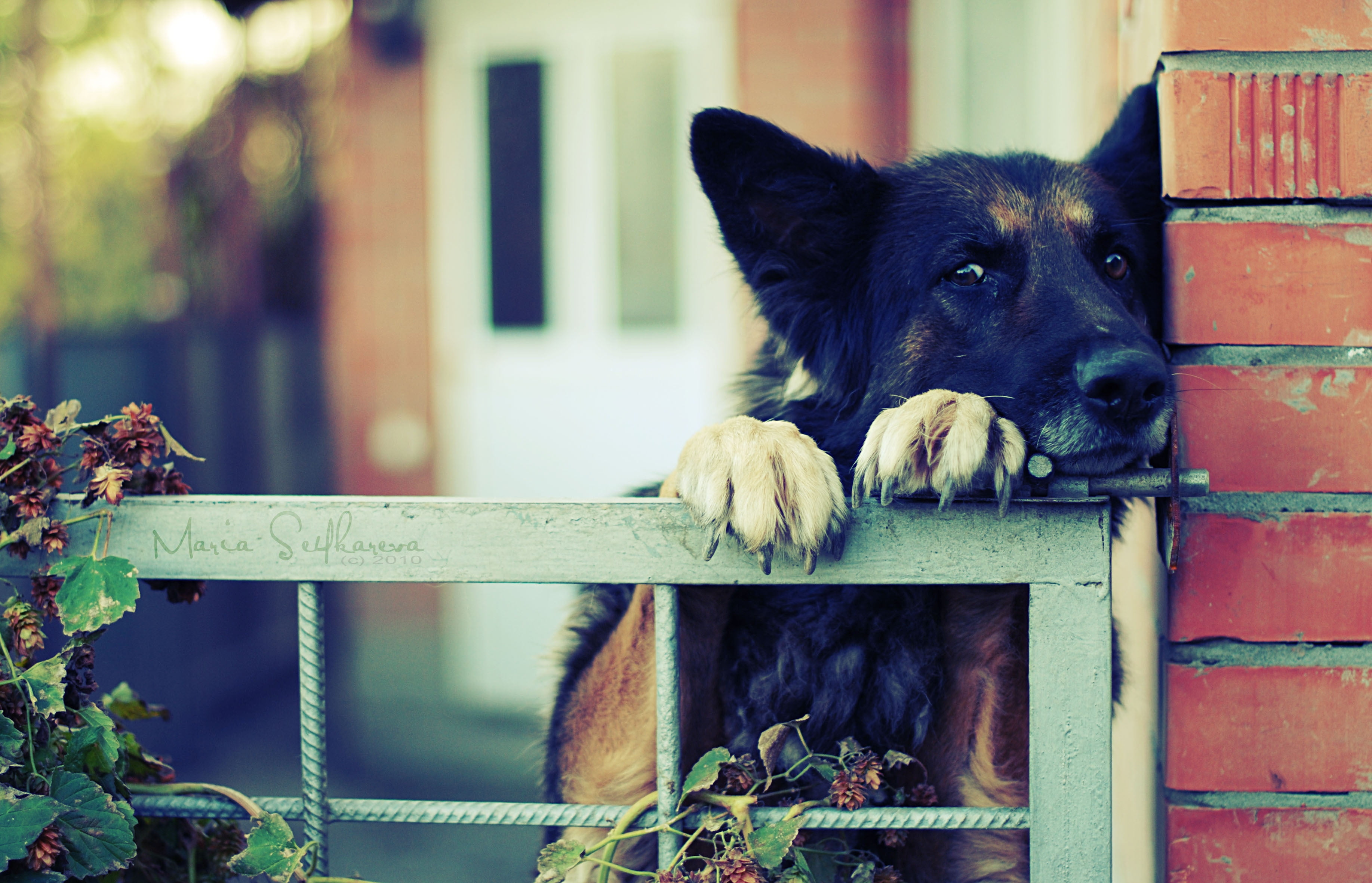 german Shepherd, brown, muzzle, black, adult, german, focus on foreground, animal themes, boundary, fence, day, domestic Animals, nature, cute, canine, HD Wallpaper