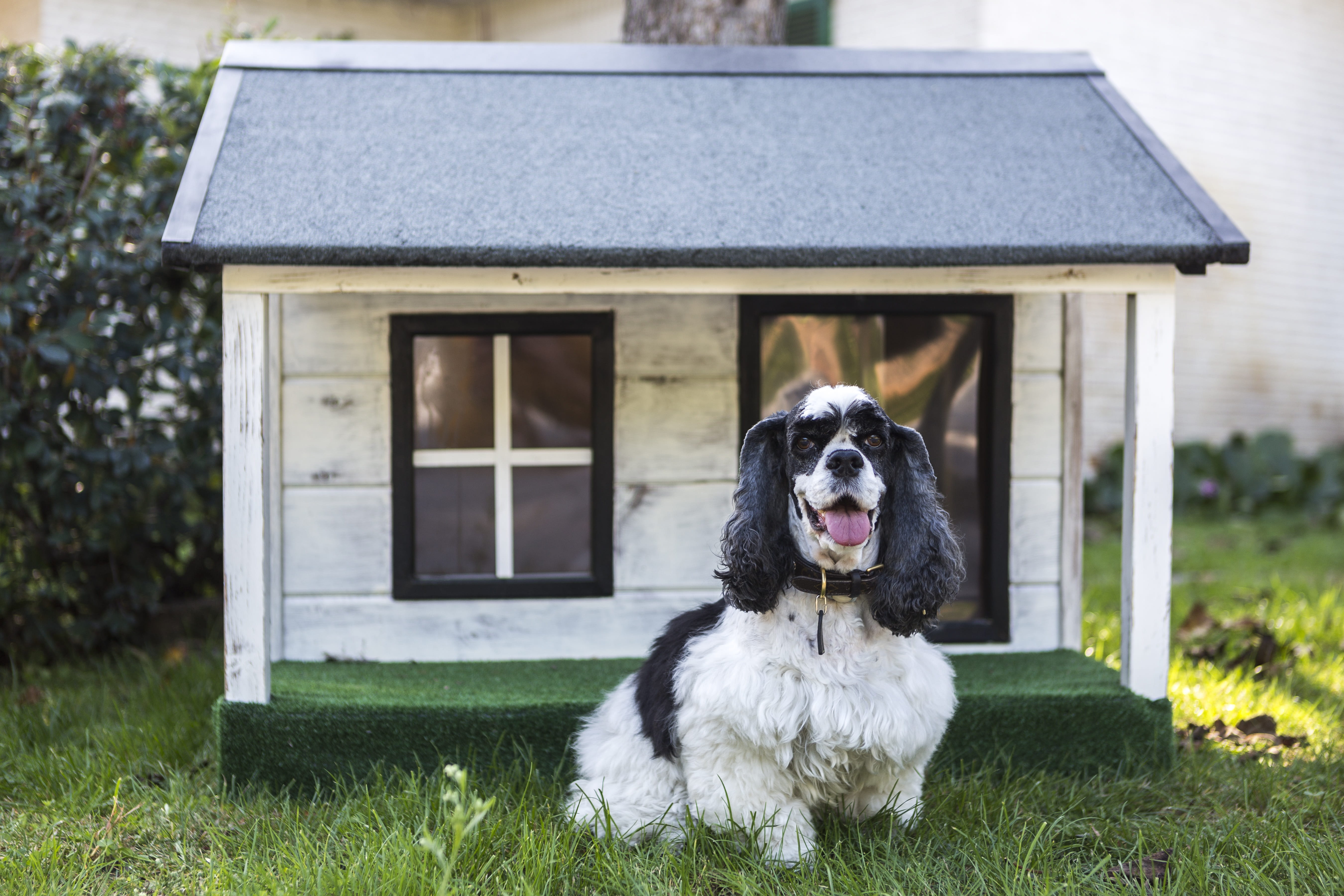 5K, outdoors, dog houses, building exterior, plant, architecture, grass, built structure, no people, mammal, domestic, wooden houses for dogs, pets, house, HD Wallpaper