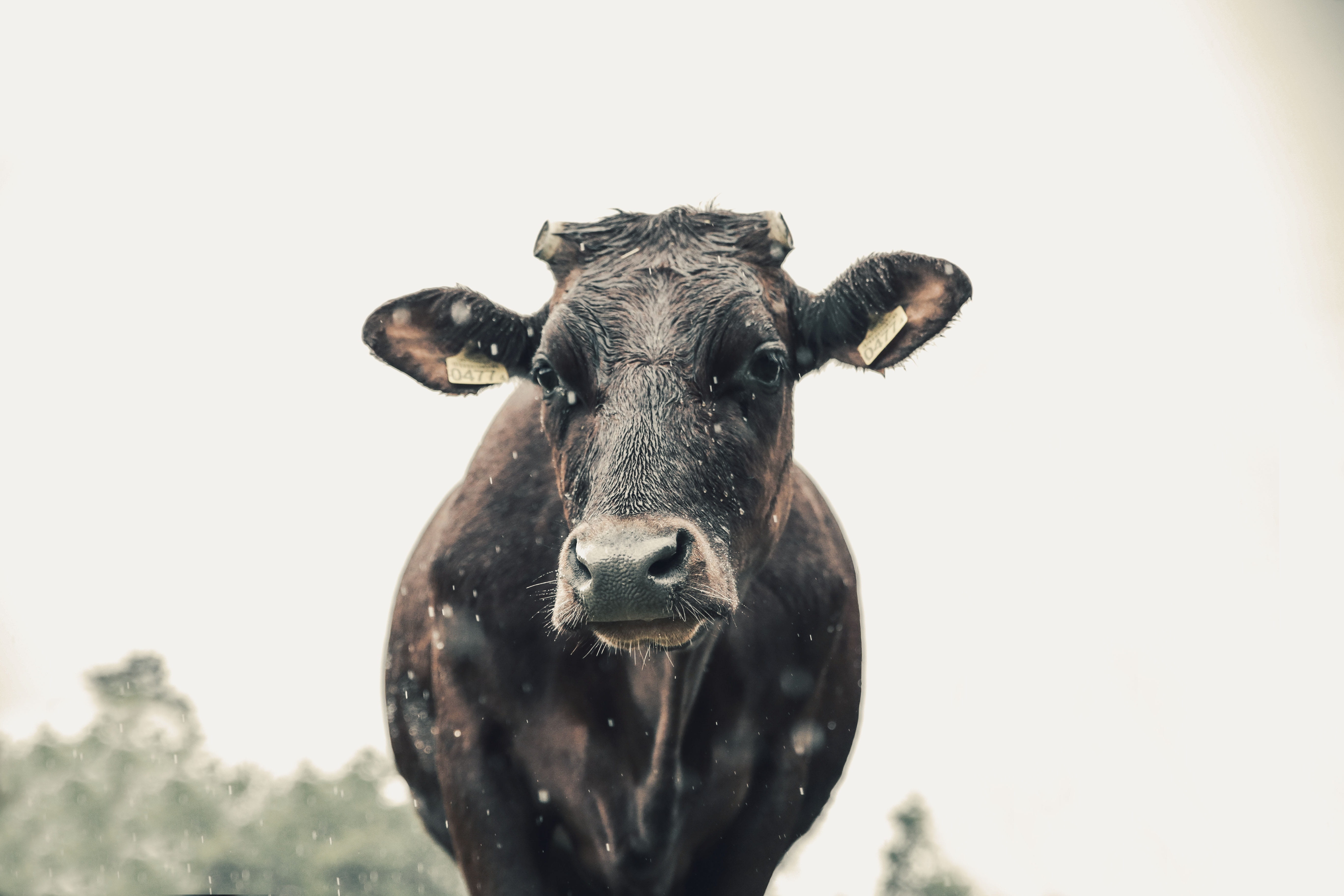 outdoors, animal themes, copy space, agriculture, vertebrate, fudge, animal wildlife, animal head, portrait, mammal, domestic, Cows, poland, looking at camera, HD Wallpaper