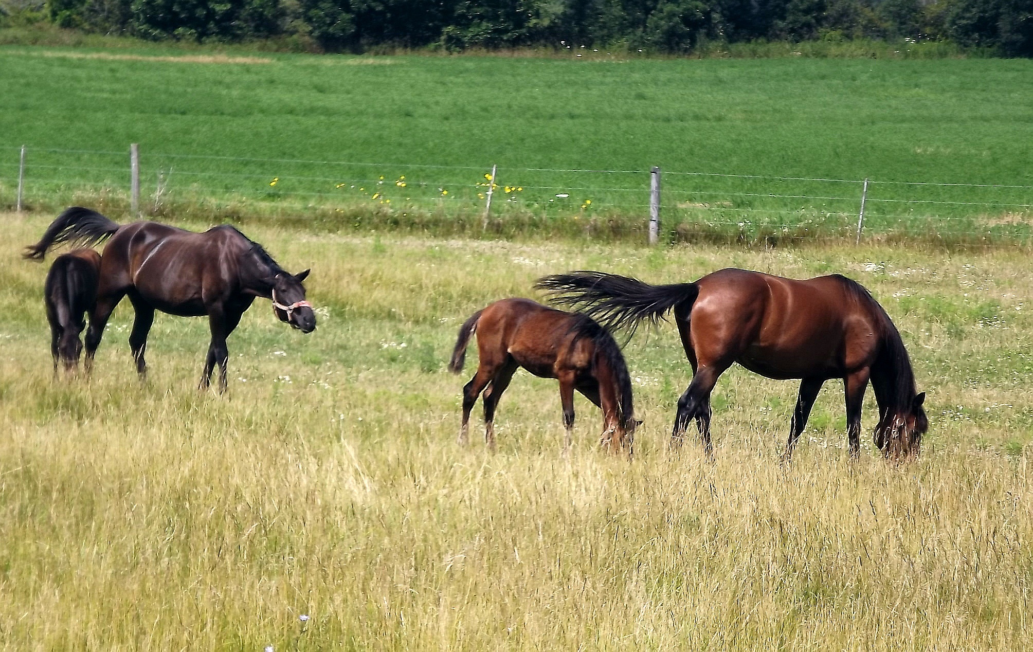 village, animal themes, pasture land, herbivorous, livestock, horse, farm, view, animal wildlife, animals, outdoors, no people, kennel, vertebrate, field, HD Wallpaper