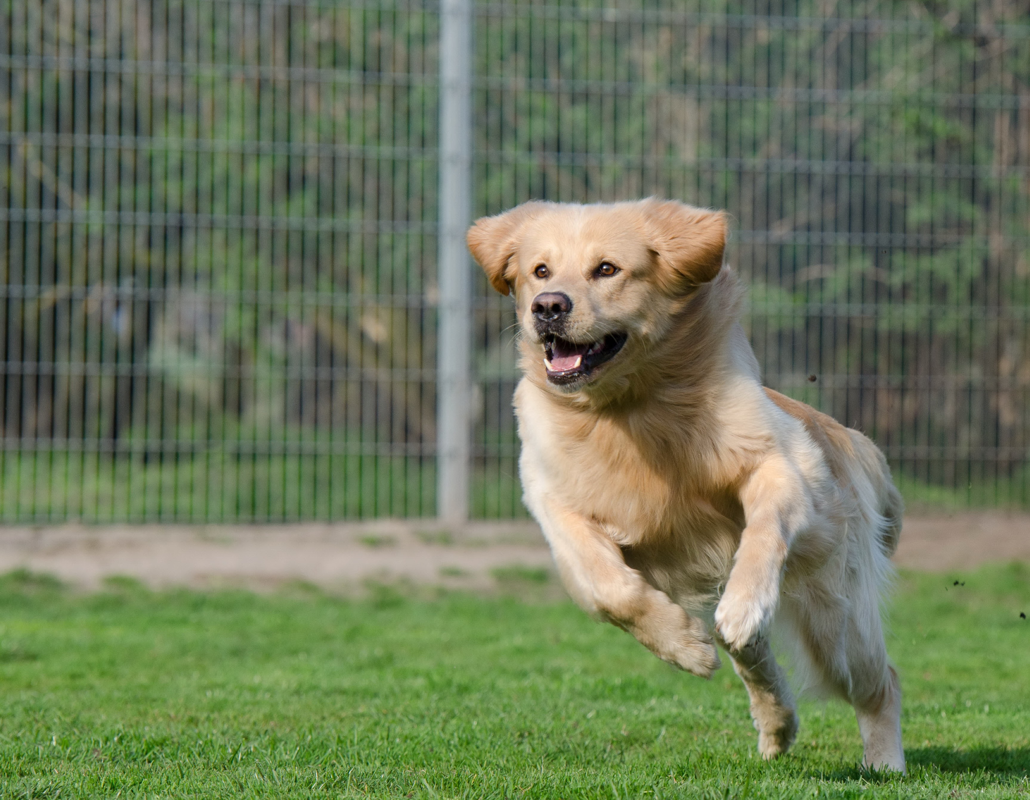 dog, fence, friendship, domestic, outdoors, field, dog pension, long coat, animal mouth, summer, no people, expression, daytime, plant, golden Retriever, HD Wallpaper