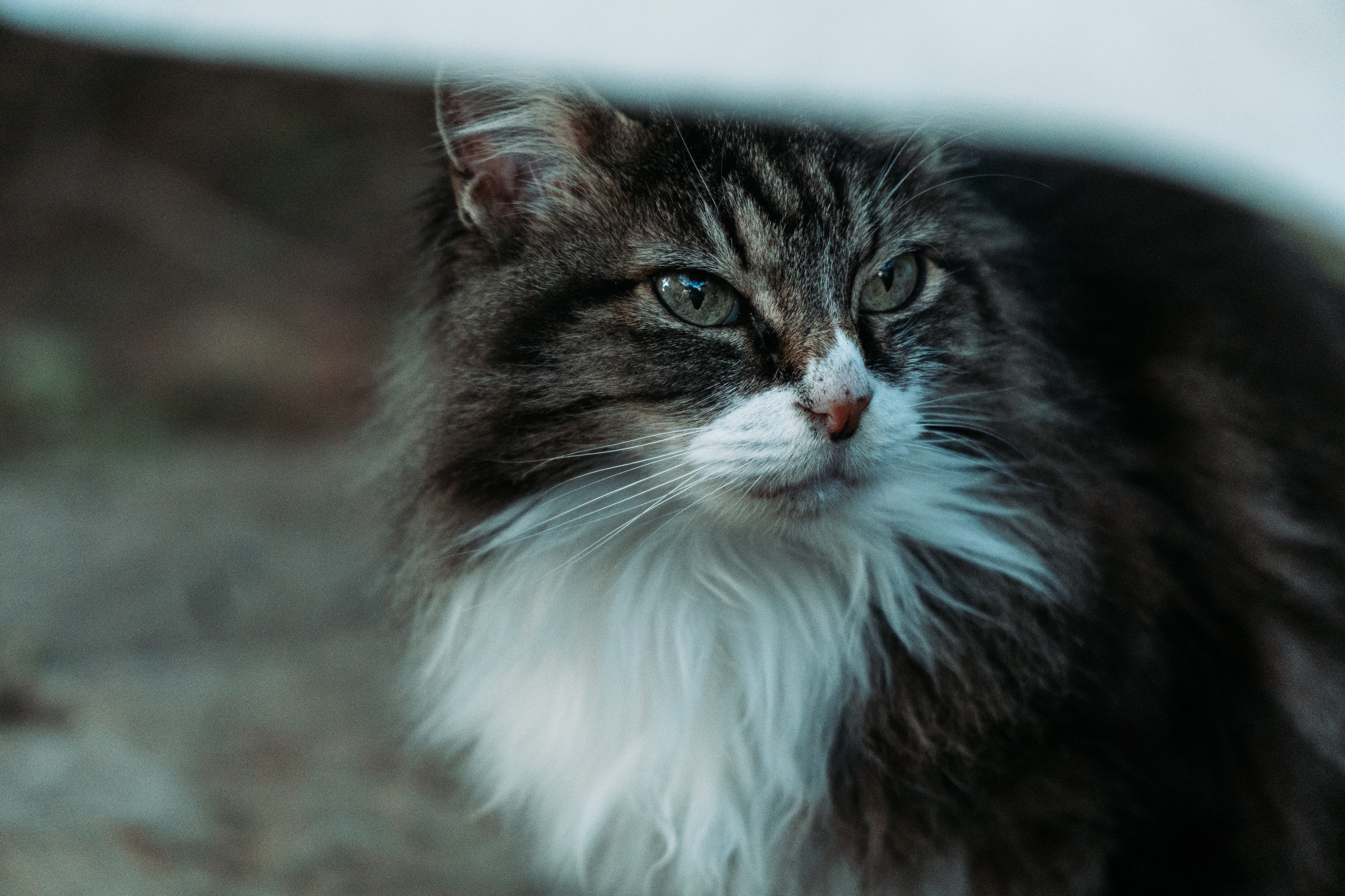 no people, siamese, maine coon cat, domestic cat, one animal, eye, animal eye, dog house, sunlight, 5K, whisker, den, accessory, angora, vertebrate, accessories, HD Wallpaper