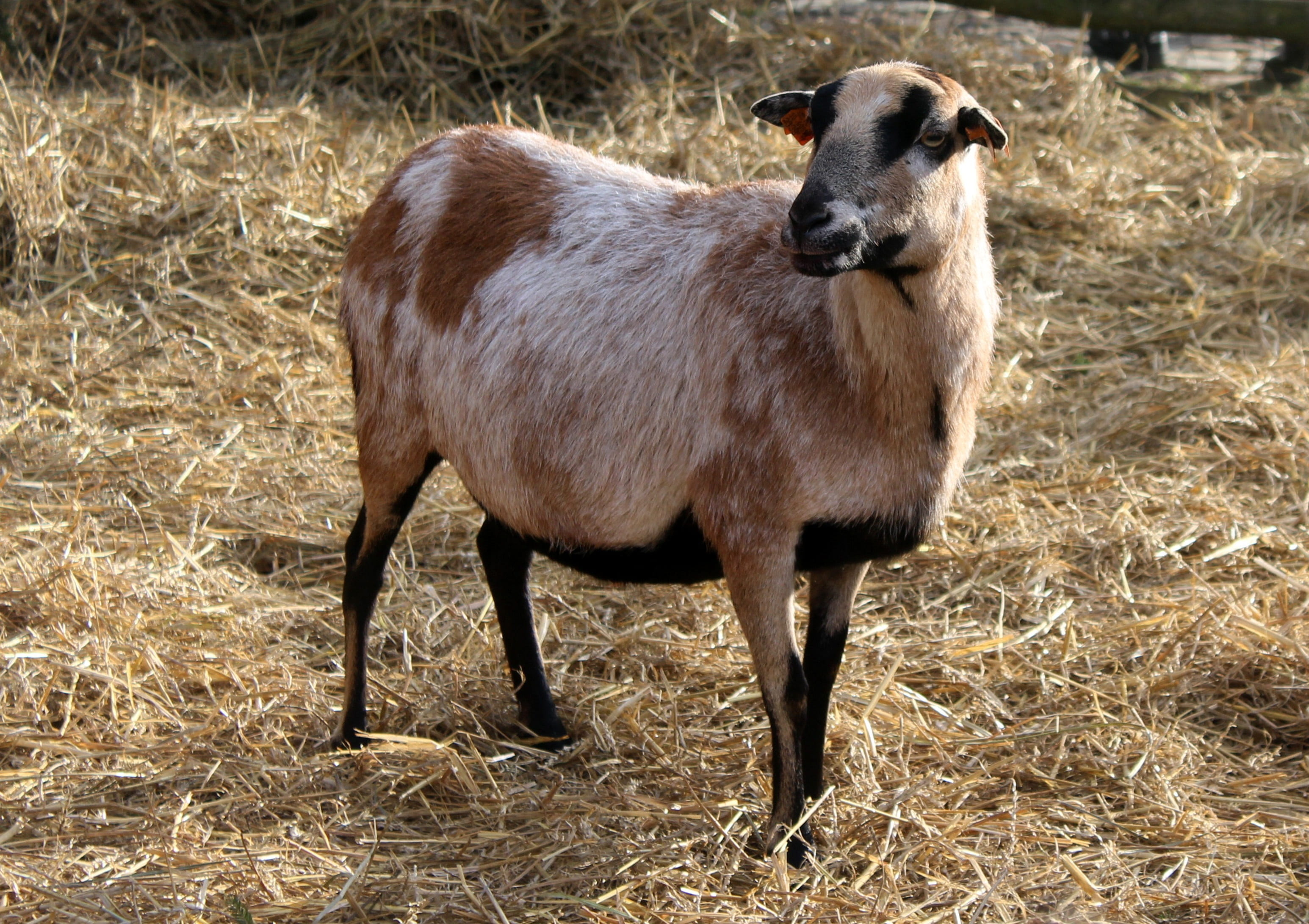 hay, domestic animals, animal, 2K, standing, full length, herbivorous, animal breeding, kennel, outdoors, land, grass, agriculture, farm animals, goat, HD Wallpaper