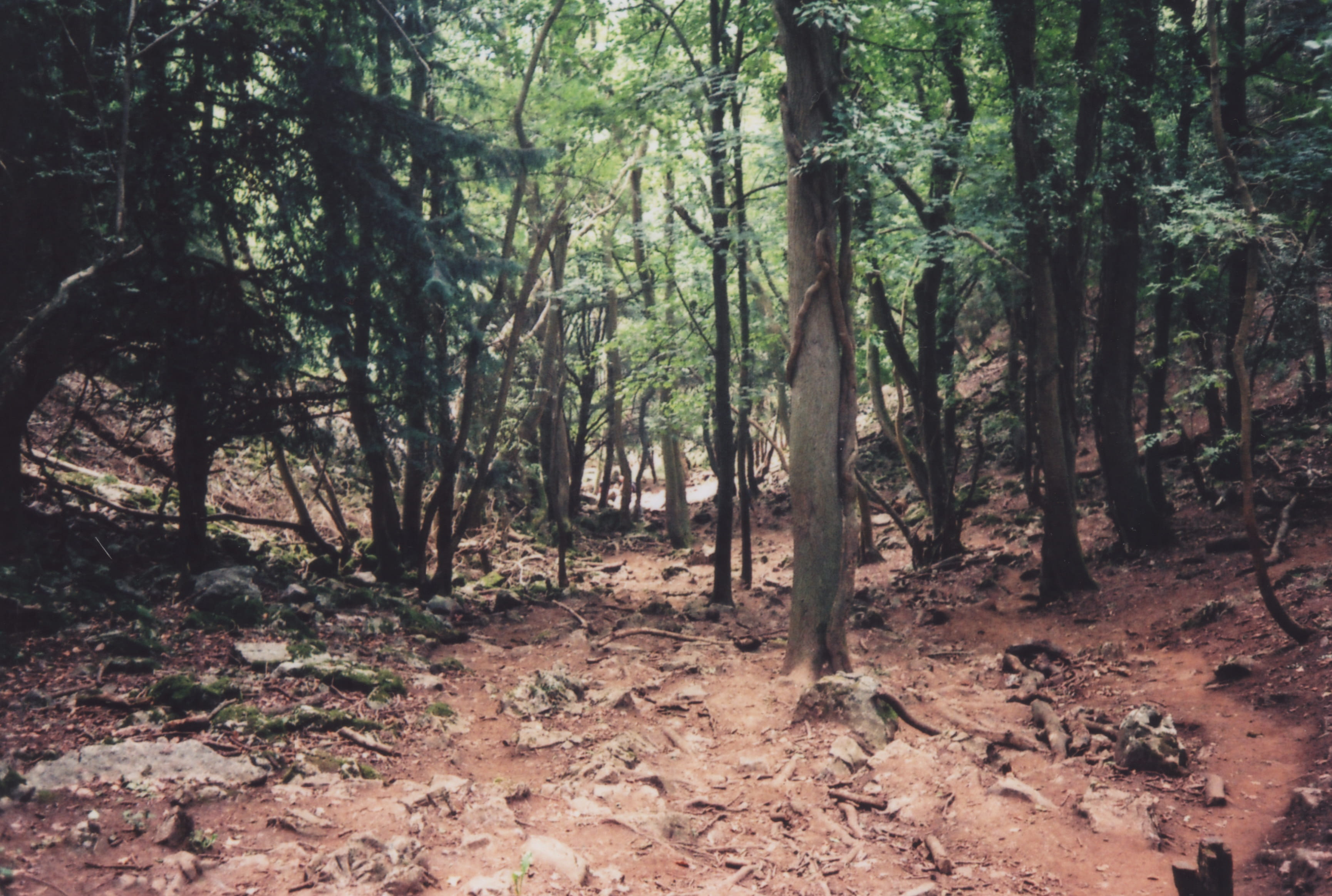 rocks, landscape, outdoors, plant part, growth, tranquility, land, nature, tree, forest, 35mm camera, tranquil scene, trunk, sunlight, leaf, 2K, leaves, HD Wallpaper