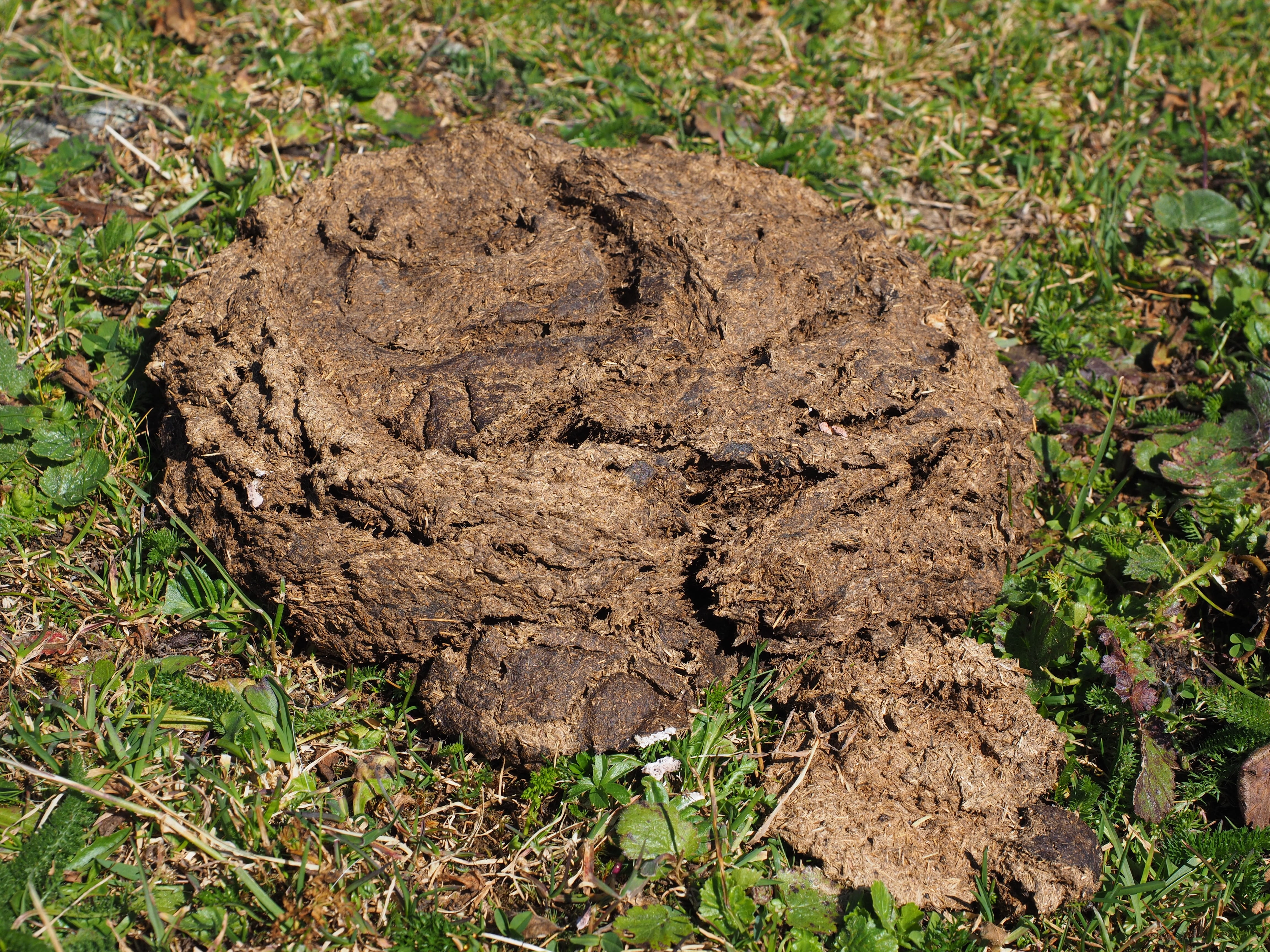 flat bread, grass, plant part, brown, field, tranquility, nature, crap, land, cow dung, day, textured, growth, digested, high angle view, no people, leaf, HD Wallpaper