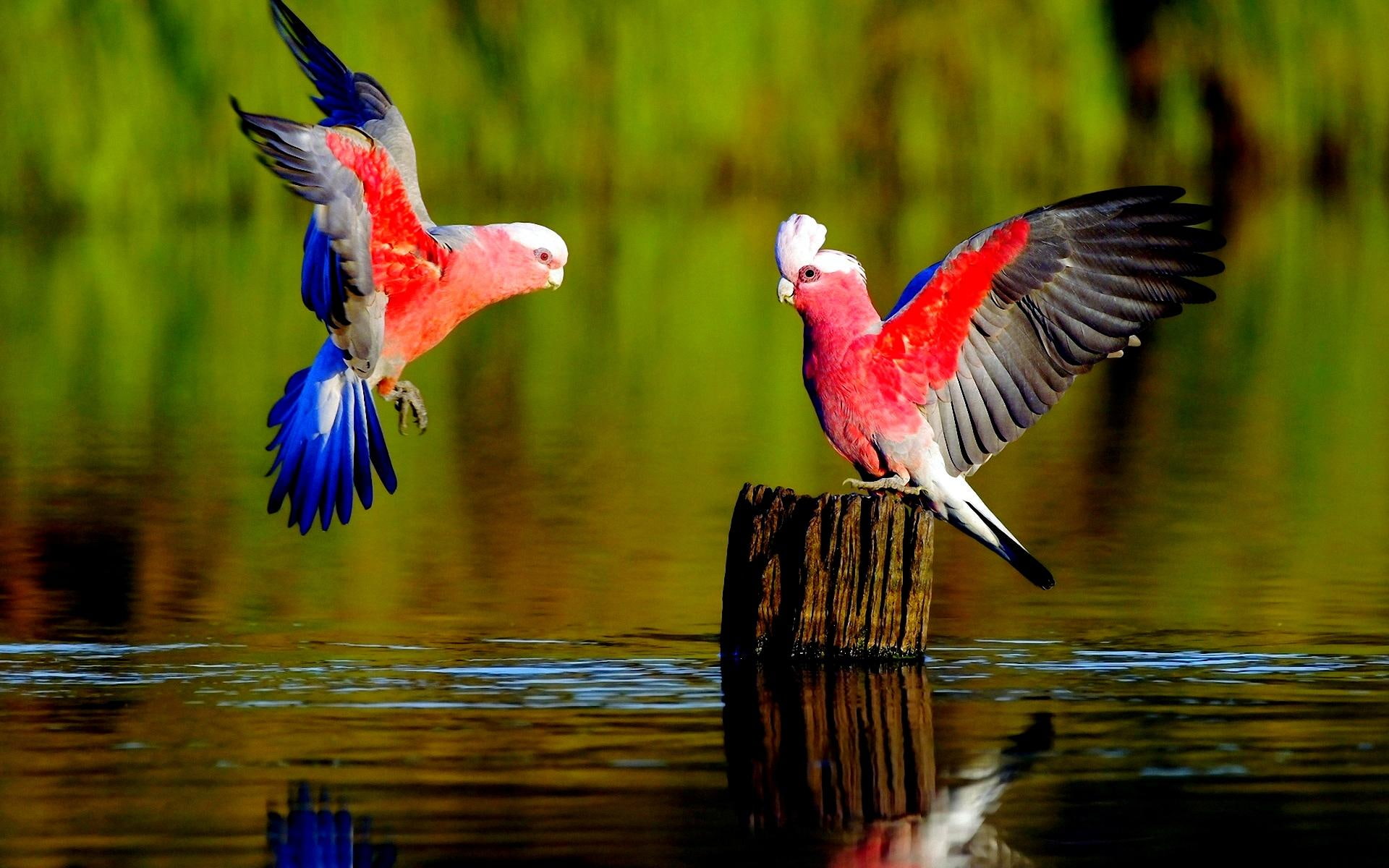 nice, parrots, parakeets, sweet, quiet, approach, best, landscape, delight, grace, refreshing, marvelous, blue, 1080P, HD Wallpaper