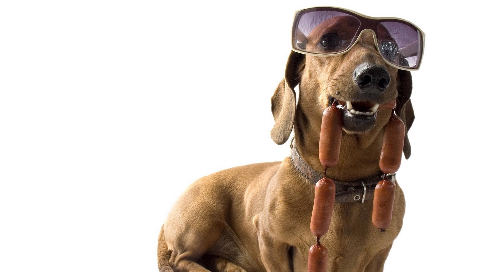 glasses, art, nature, dachshund, white, dogs, animals, hotdogs, hd, 1080P, x, background, HD Wallpaper