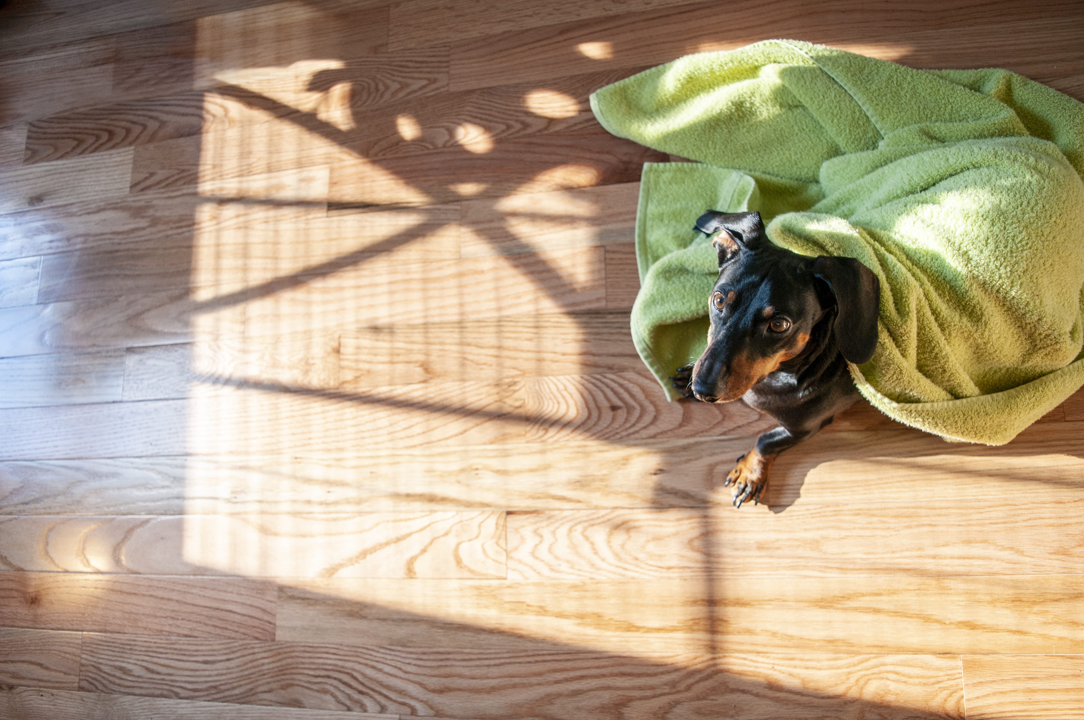 pet, domestic, people, wood, shadow, towel, one animal, flooring, vertebrate, high angle view, sunlight, floor, green, relaxation, dog, hardwood floor, HD Wallpaper
