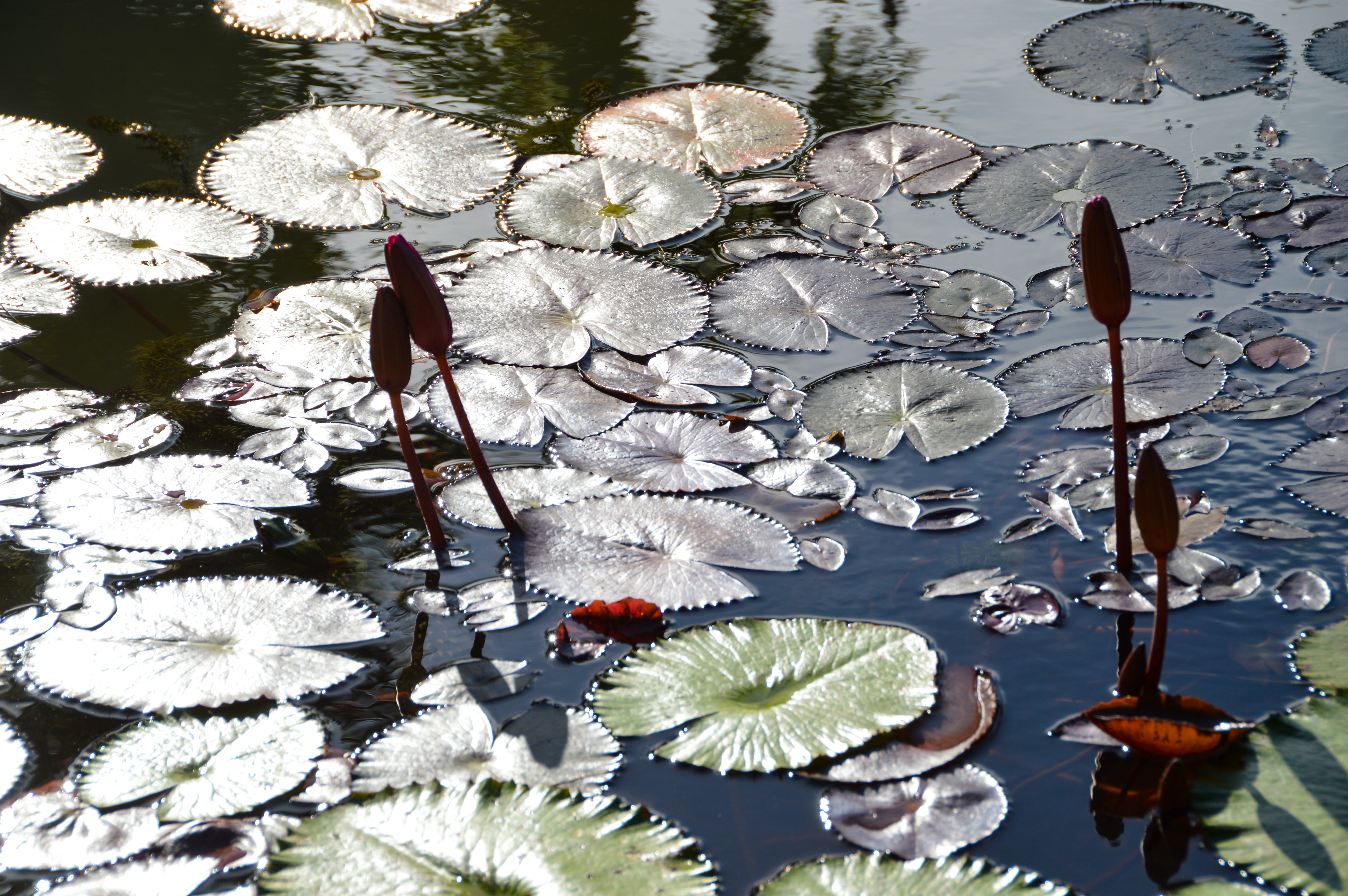 outdoors, close-up, koh samui bus terminal, high angle view, water, floating on water, fragility, lake, flower head, water lily, floating, beauty in nature, HD Wallpaper