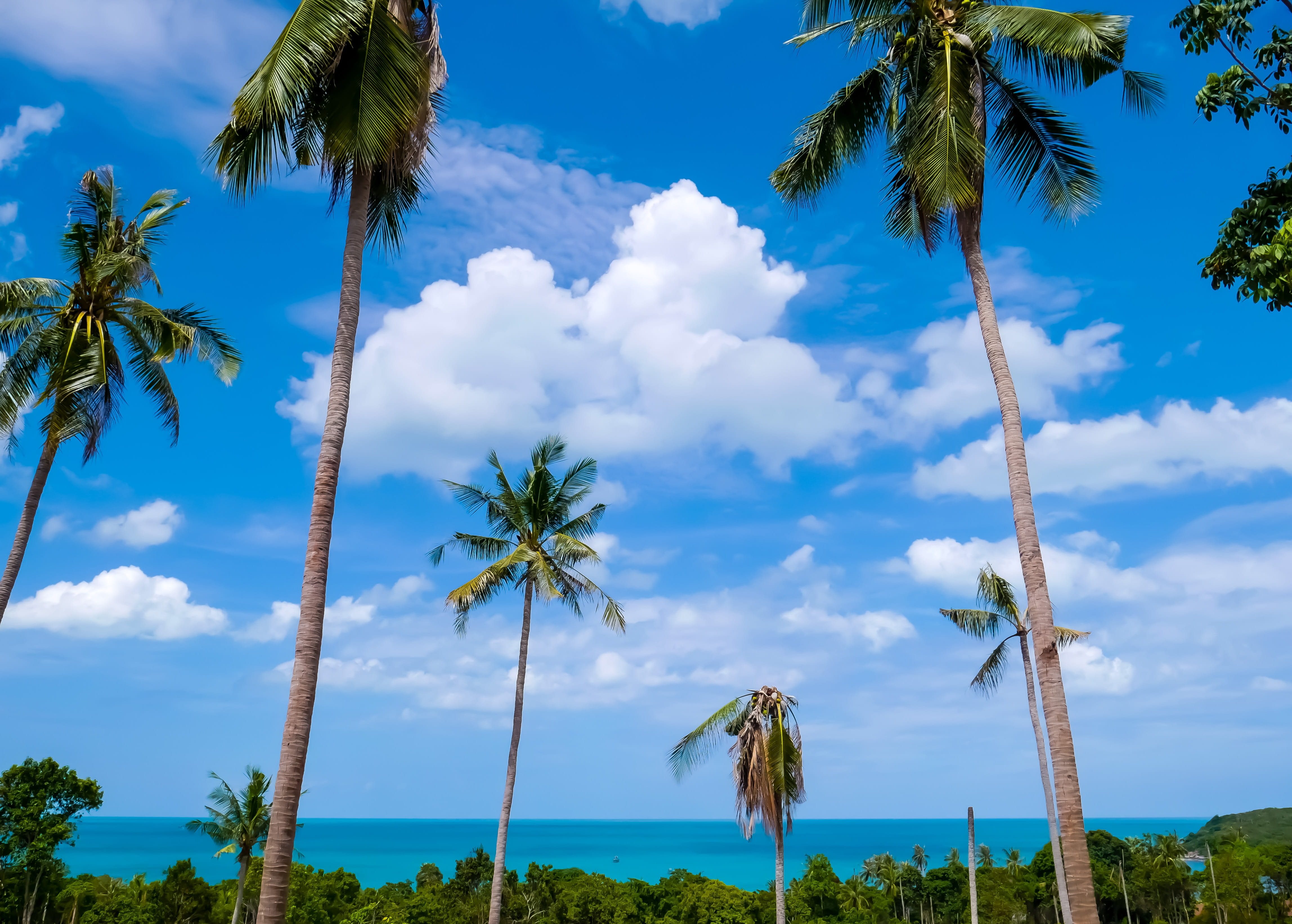 clouds, nature, coconut palm tree, no people, land, tropical climate, cloud - sky, sky, scenics - nature, palm tree, tropical tree, beach, tree trunk, sea, HD Wallpaper