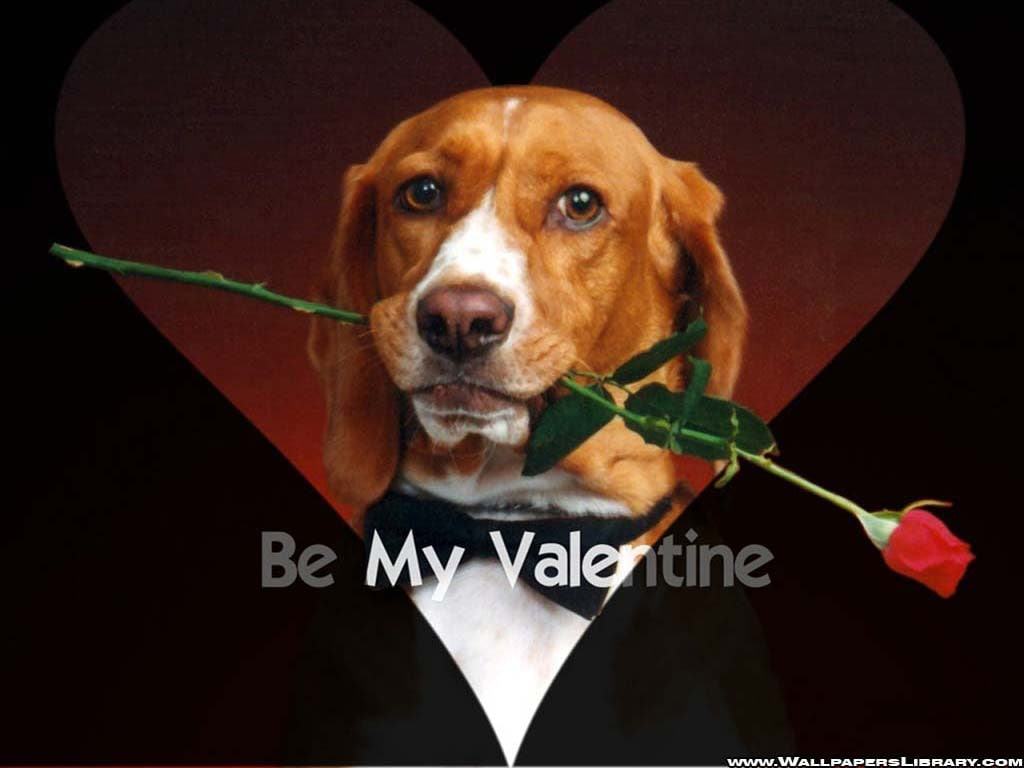 rose, dog, art, valentine, February 14, february, hd, Love, Tux, 480P, animals, dogs, HD Wallpaper