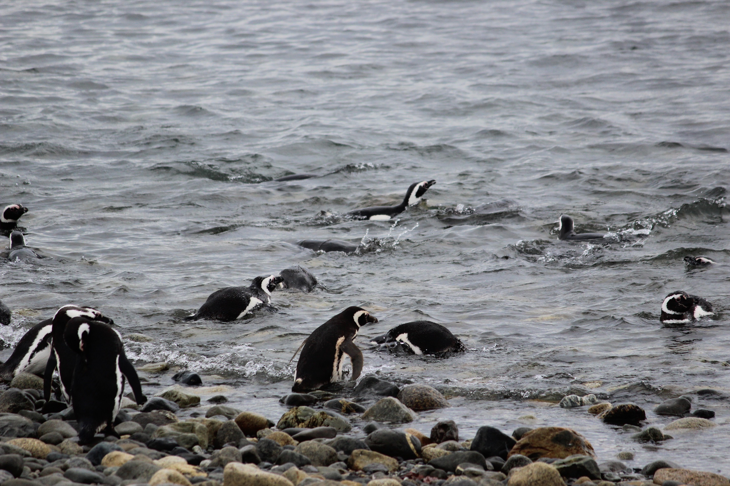 penguin, beach, tux, animals in the wild, water, rock - object, beauty in nature, marine, day, animal, penguins, land, bird, outdoors, no people, nature, HD Wallpaper