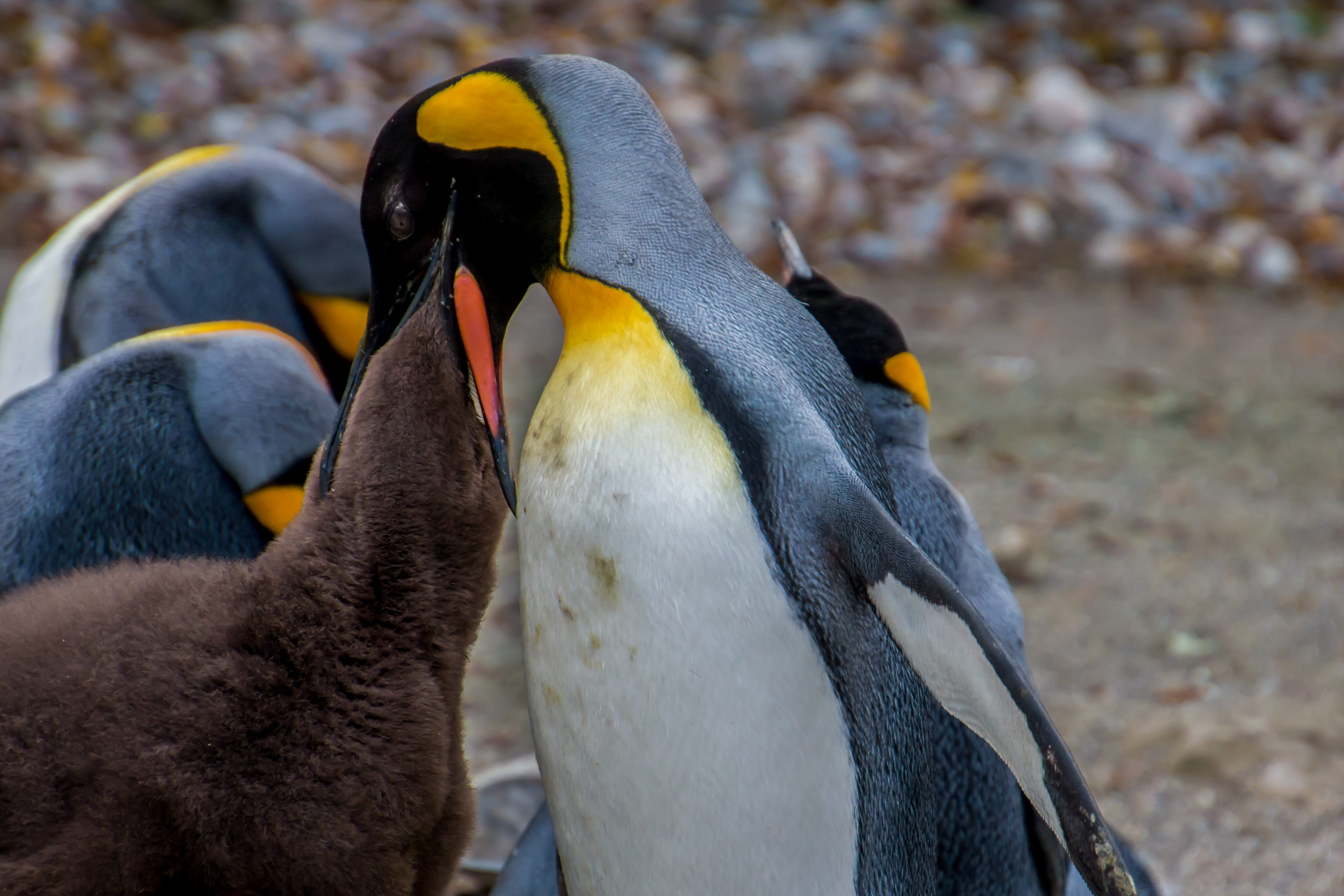 animal family, land, care, beak, animal body part, Pingu, togetherness, bird, nature, Emperor Penguin, young animal, animal themes, group of animals, baby, HD Wallpaper