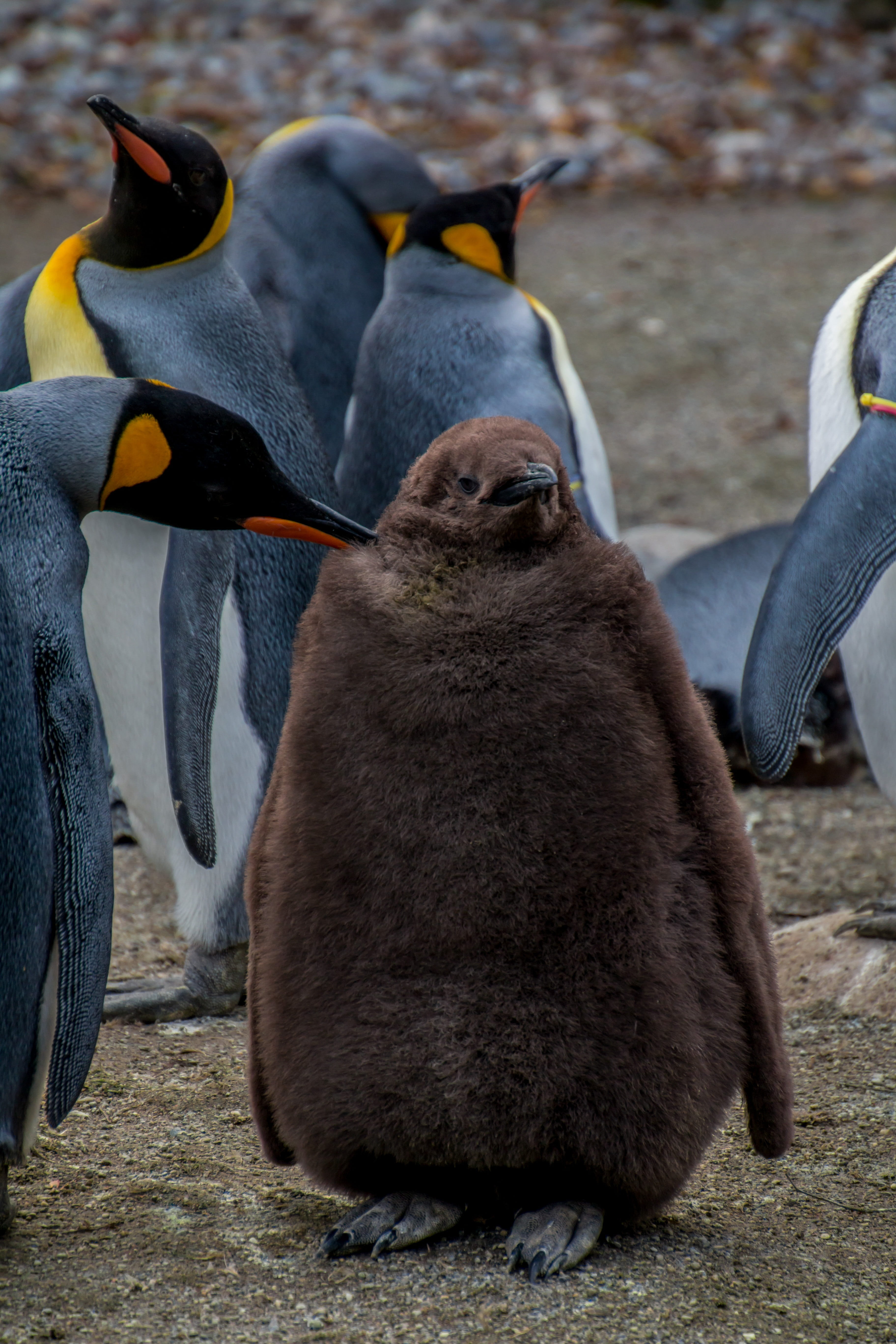 5K, penguin, land, baby, sea, concern, outdoors, concerns, domestic animals, animal themes, mammal, bird, south Pole, nature, Emperor Penguin, animal, Phone HD Wallpaper