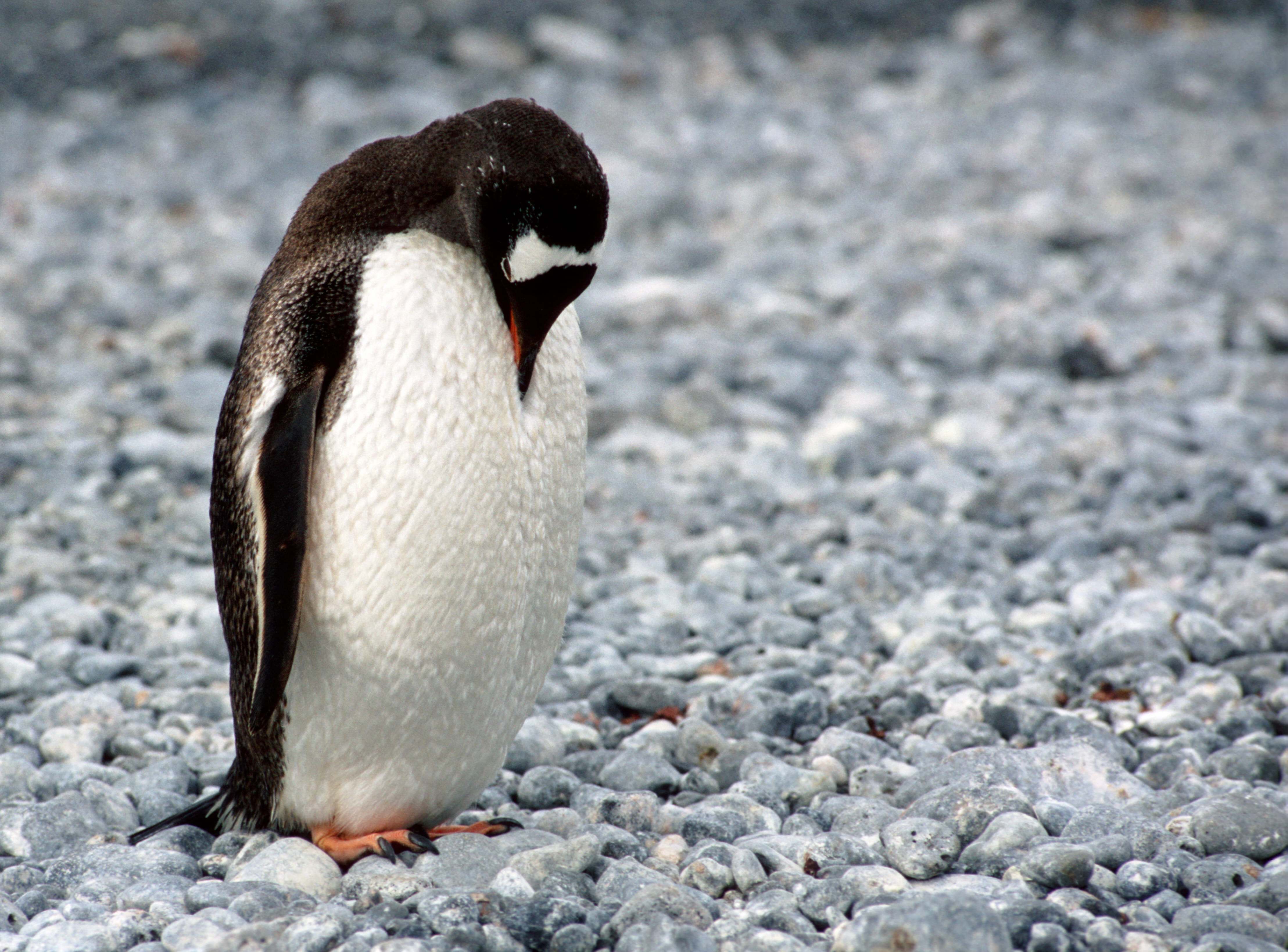 penguin, wing, aquatic bird, animals in the wild, close-up, 4K, animal, adele, looking, animal themes, solid, animal wildlife, cold, pebble, day, white, HD Wallpaper