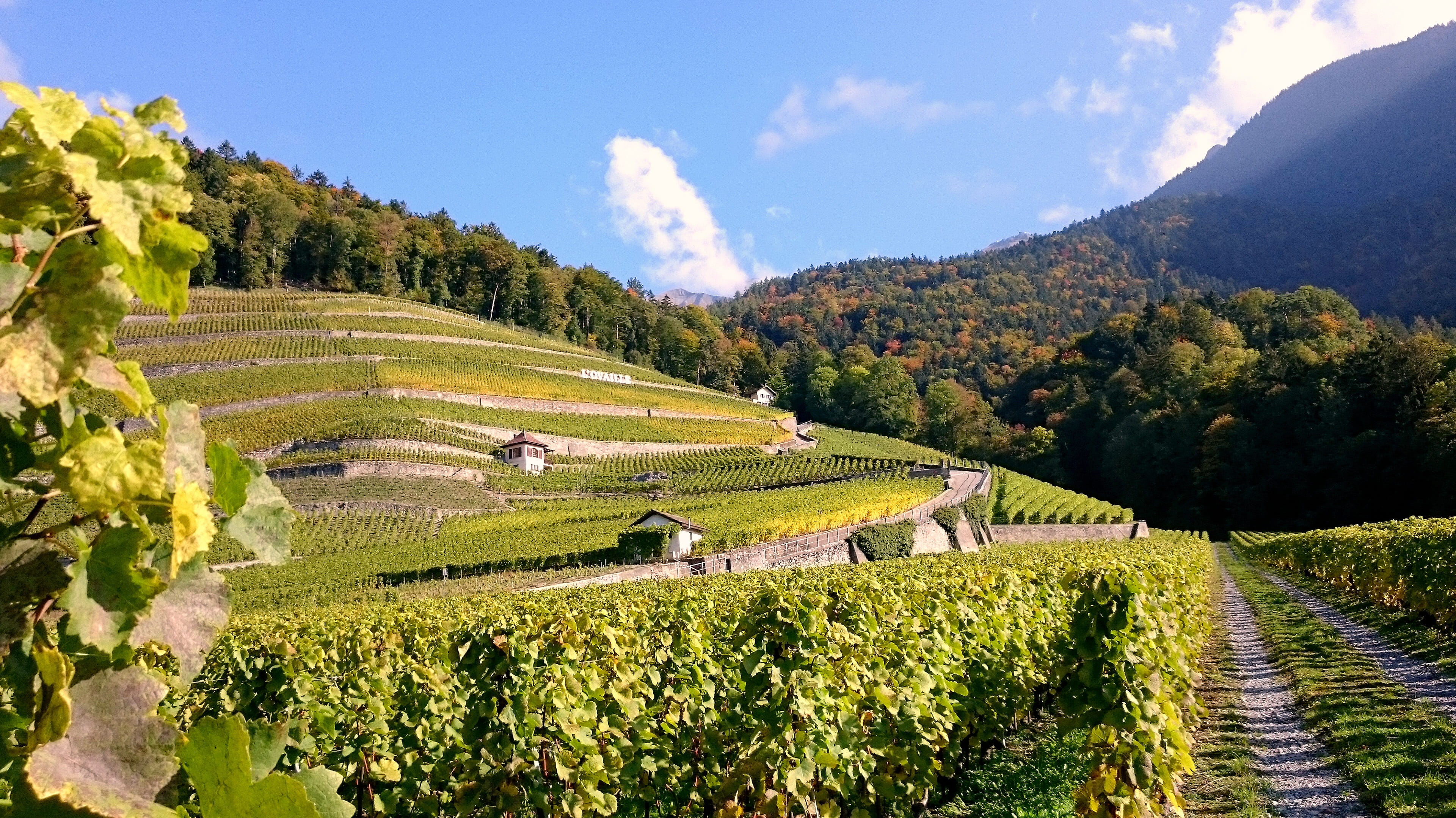 rural scene, plants, farm, sky, land, harvest, beauty in nature, plantation, vines, tree, cloud - sky, orchard, tranquil scene, summer, grape, vine, scenics - nature, HD Wallpaper
