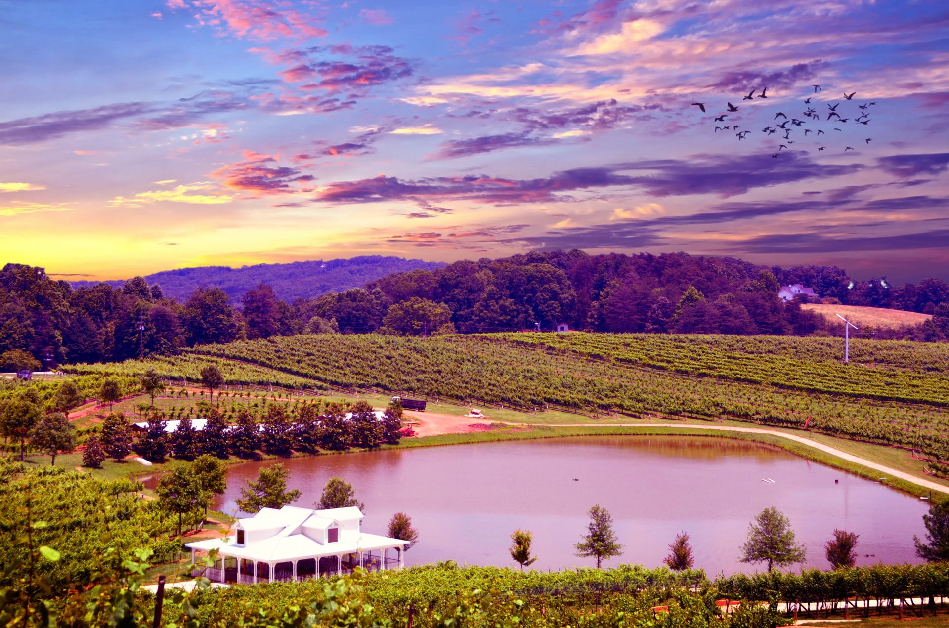 grapevines, grape leaf, landscape, wine grapes, nature, country, pond, vine, tranquility, plants, colors, sky, healthy, farm, wine growing, water, house, HD Wallpaper