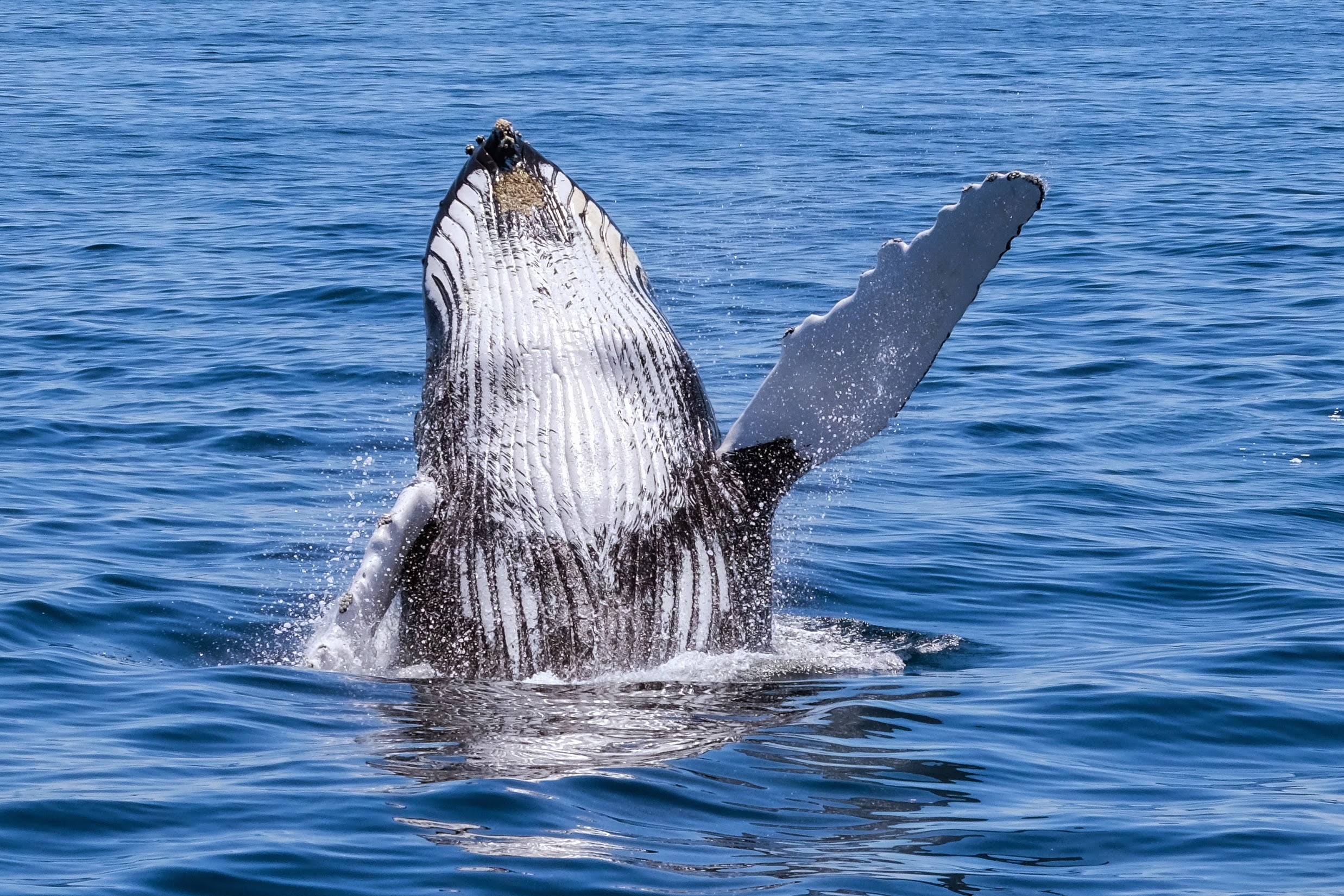 1080P, humpback, blue, white, nature, animal, Humpback Whale, black, wildlife, whale, black whale, mammal, sea, dolphin, whale watching, humpback  whale, HD Wallpaper