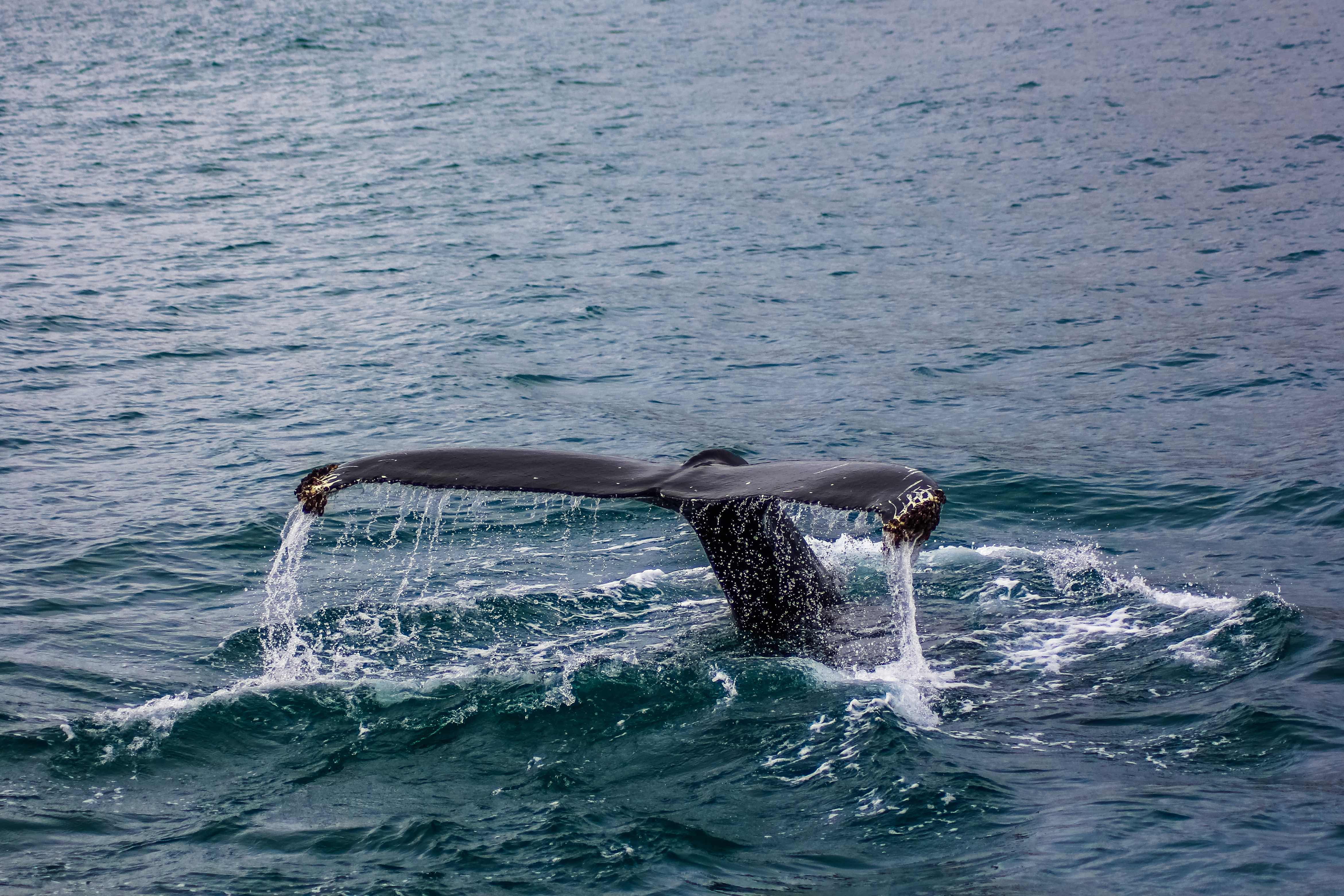 sea, water, no people, animals in the wild, breaching, underwater, outdoors, cetacea, wildlife, vertebrate, nature, whale, 4K, black, fin, large, swimming, HD Wallpaper