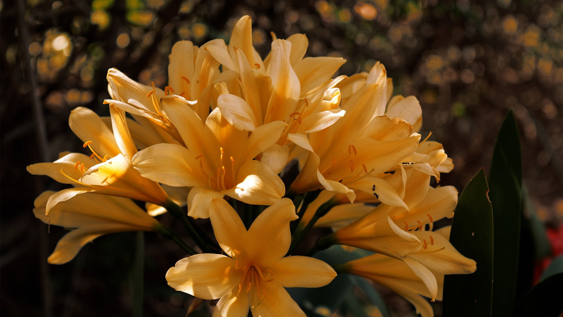 bokeh, close-up, plant, freshness, yellow flowers, fragility, inflorescence, petal, vulnerability, flower, black, flower head, beauty in nature, nature, HD Wallpaper