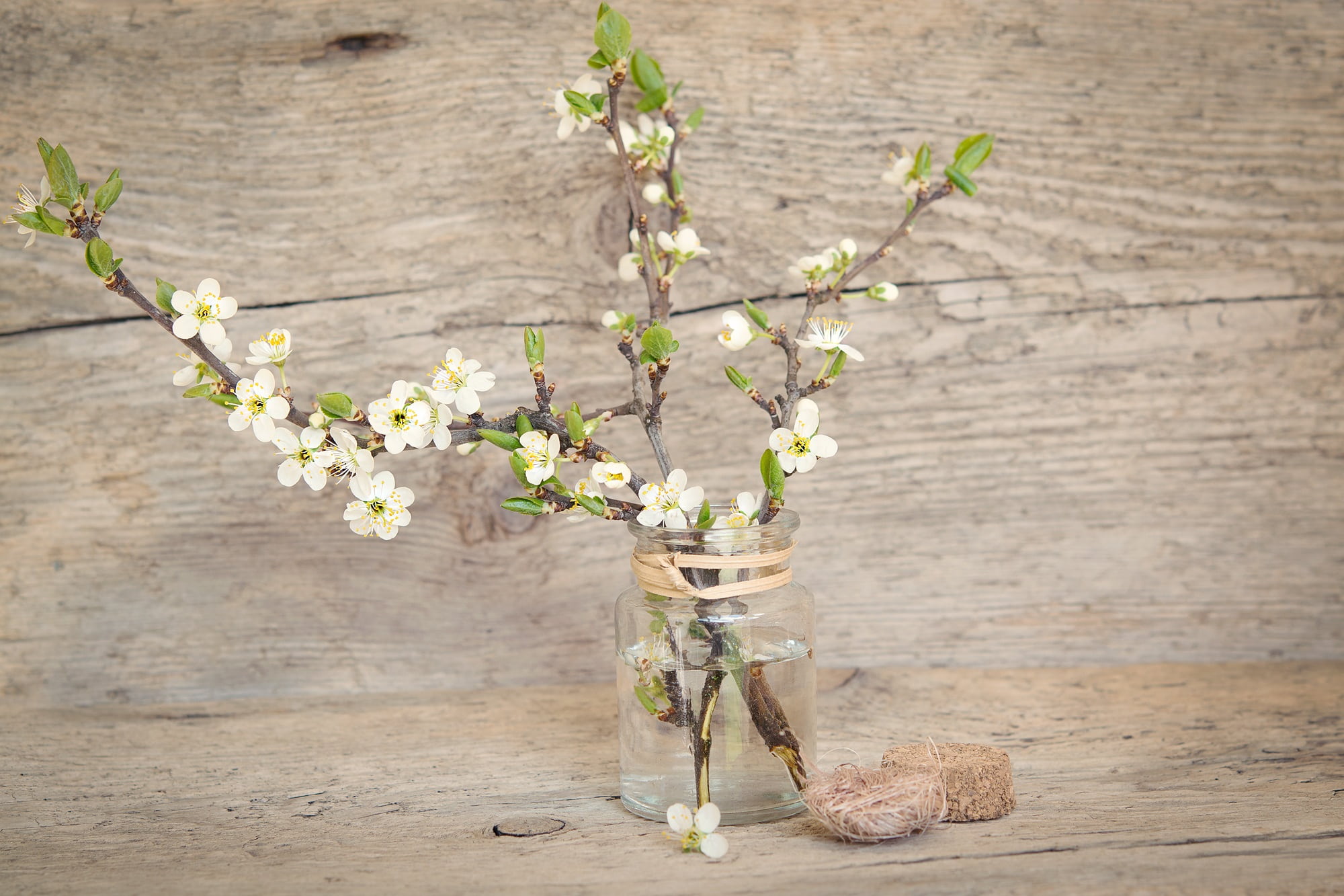 vulnerability, flowers, no people, backgrounds, cherry blossoms, glass - material, vase, white, cherry blossom branch, day, bouquet, outdoors, jar, table, HD Wallpaper