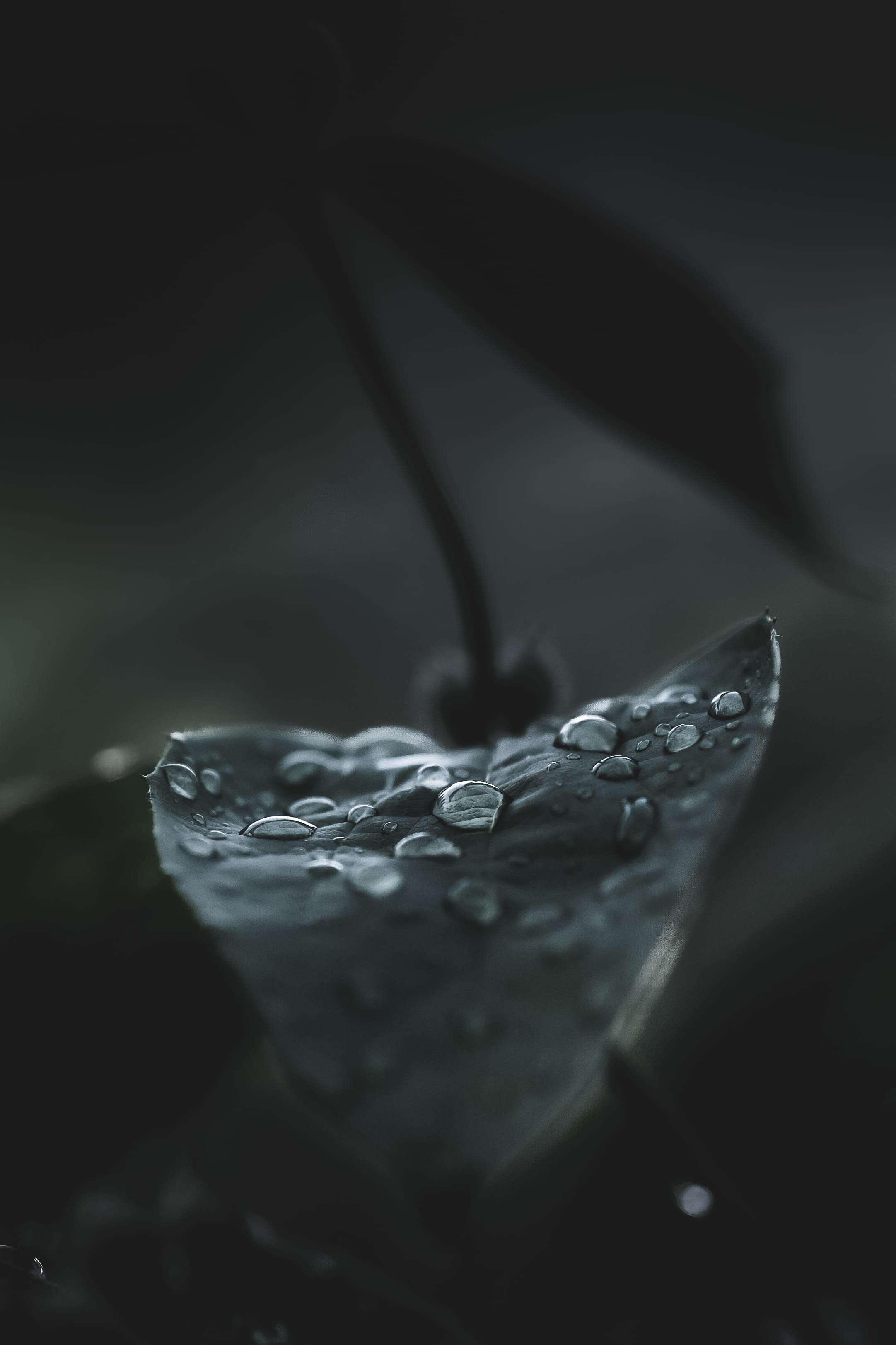 moody, tree, studio shot, purity, macro, single object, wet, citrus fruit, rain, food, food and drink, sunlight, glass - material, refreshment, raindrop, Phone HD Wallpaper