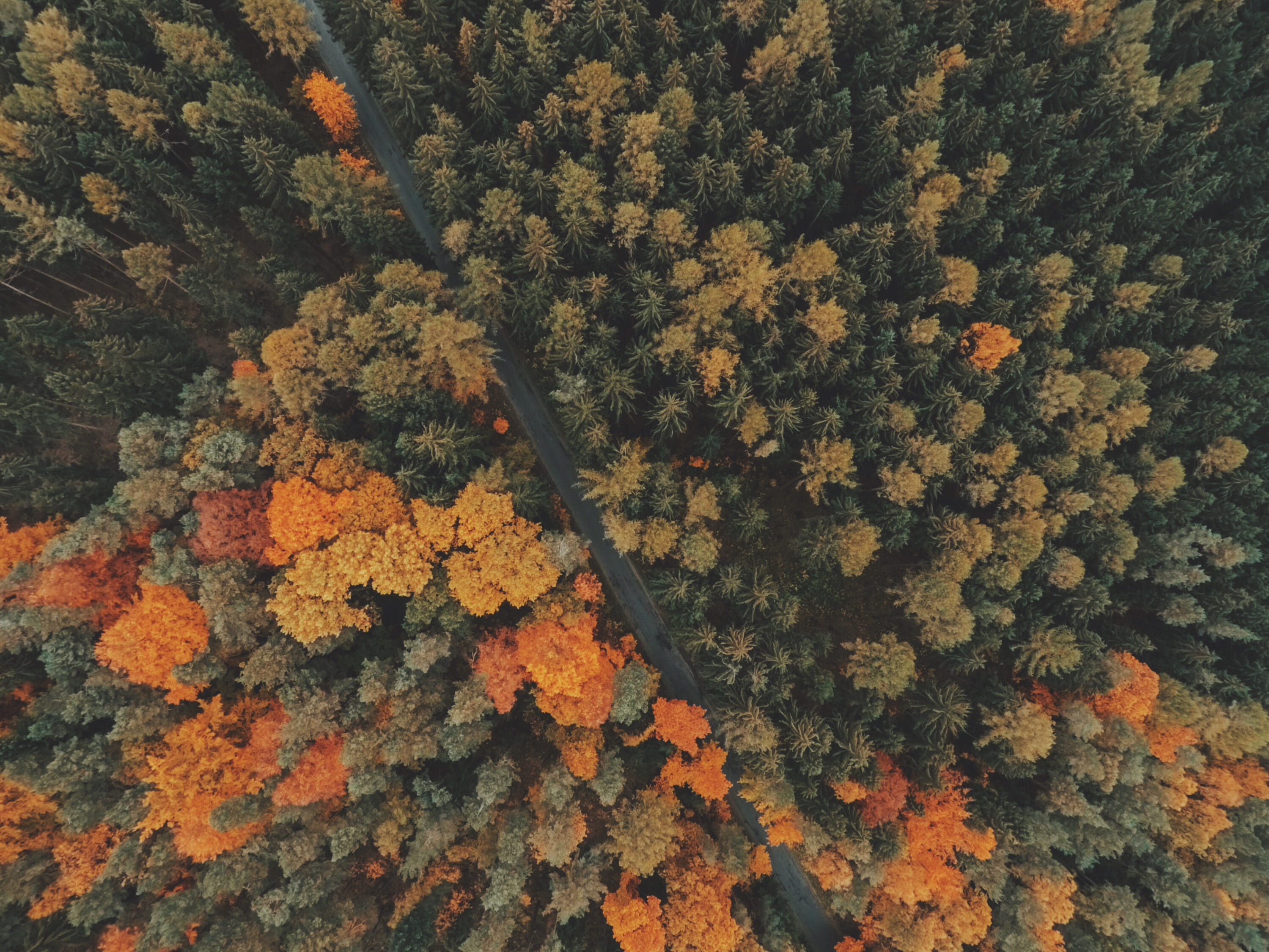 autumn, scenics - nature, growth, beauty In Nature, brown, high angle view, nature, coniferous tree, view, leaf, full frame, green, land, leaves, yellow, HD Wallpaper