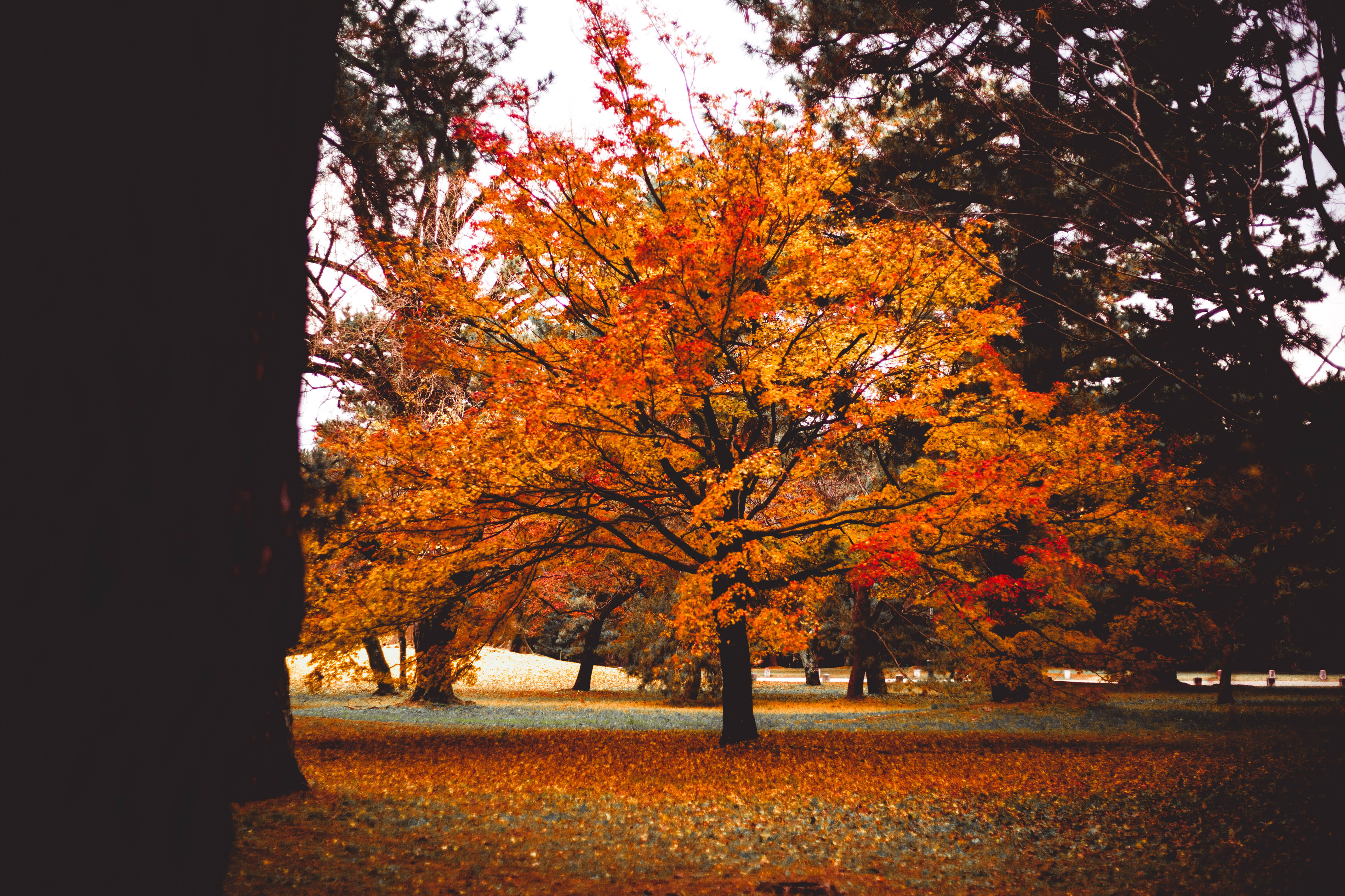 outdoors, beauty in nature, scenics - nature, orange color, maple leaf, field, tree trunk, tranquility, tokyo, land, marina, 5K, growth, autumn collection, HD Wallpaper