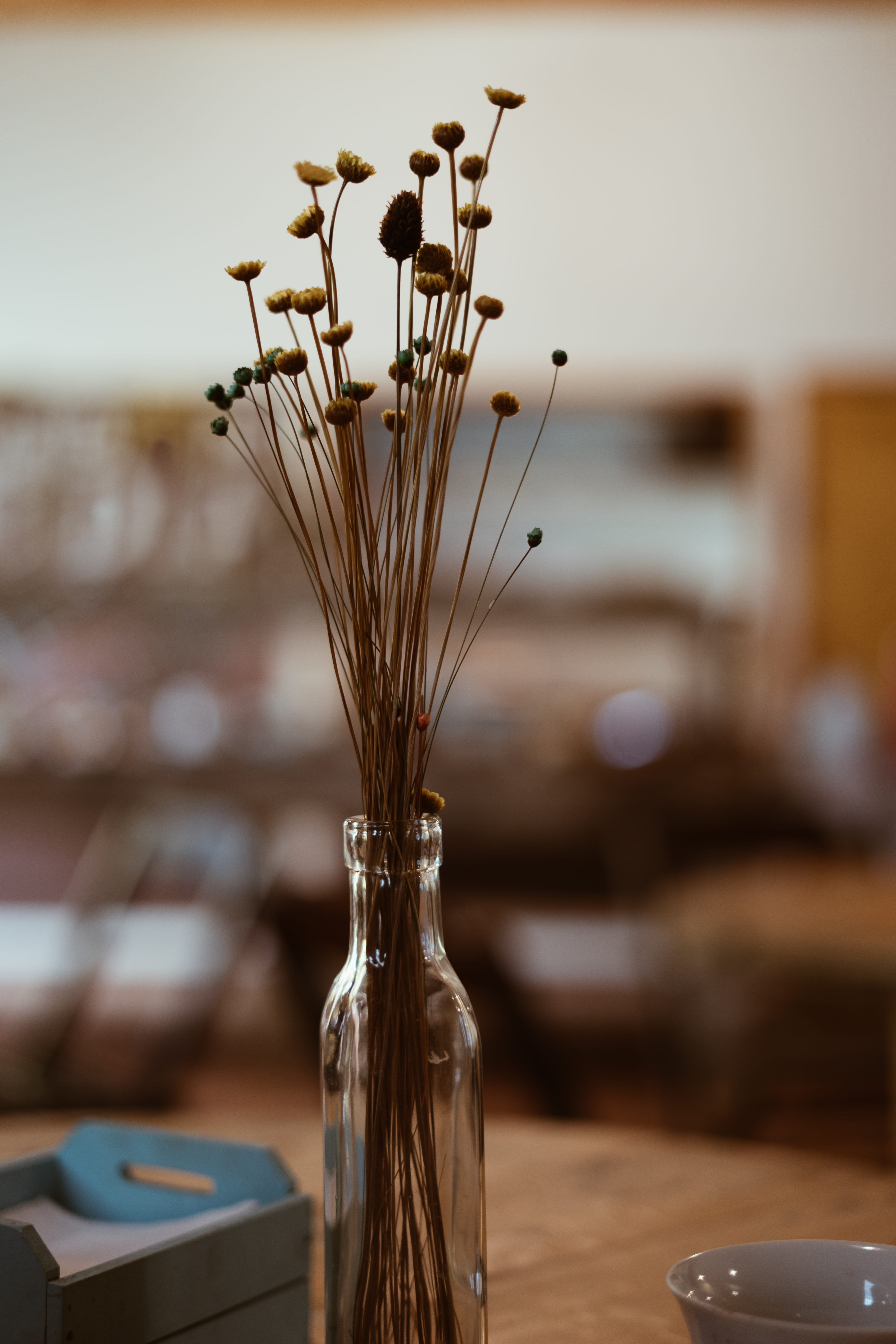 animal, 5K, table, dandelion, wheat, restaurant, leaf, grass, close-up, business, flowering plant, furniture, container, freshness, bottle, food and drink, Phone HD Wallpaper