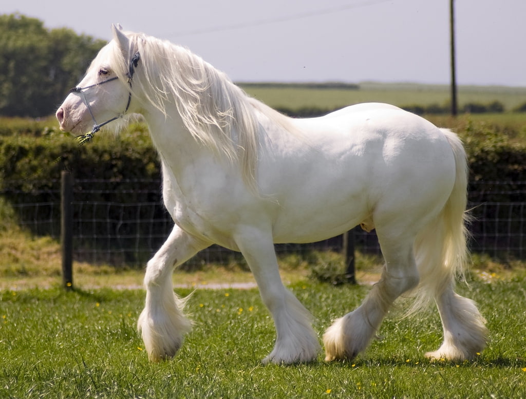 animals, horses, beauty, hd, art, cavalo, horse, 480P, mare, GORGEOUS, white, foal, HD Wallpaper