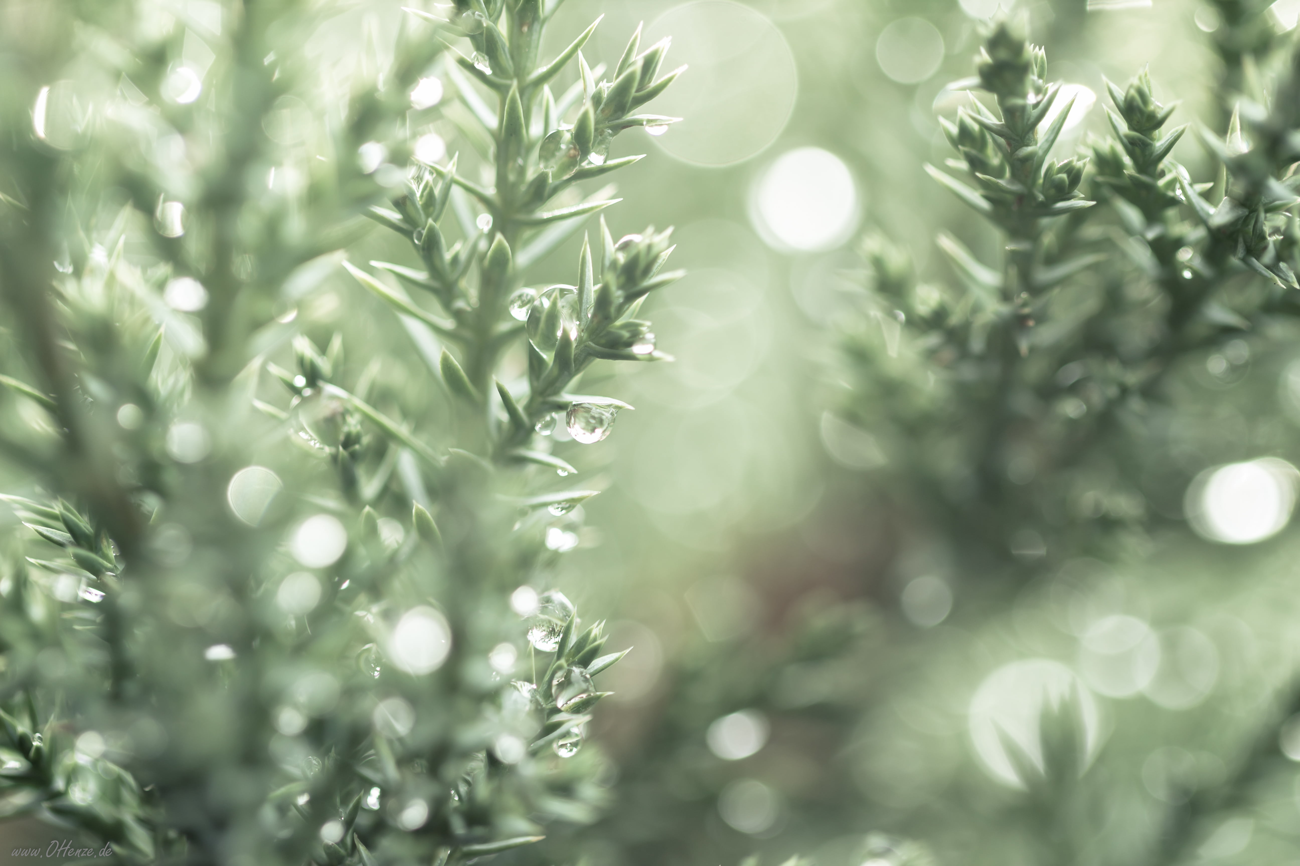green plant, Canon  Eos, Germany, Day, green, nature, 600D, plant, christmas, 5K, macro, Dec, 2013 edition, close-up, HD Wallpaper
